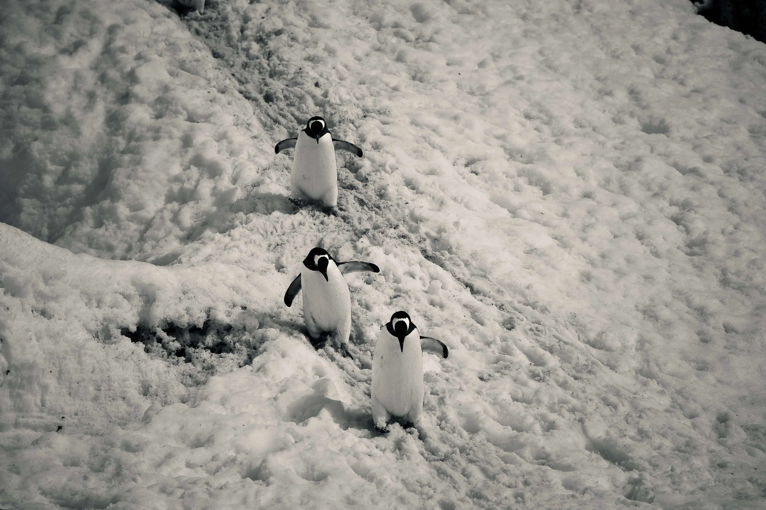 Three penguins carefully making their way down a slippery slope at Port Lockroy, Antarctica