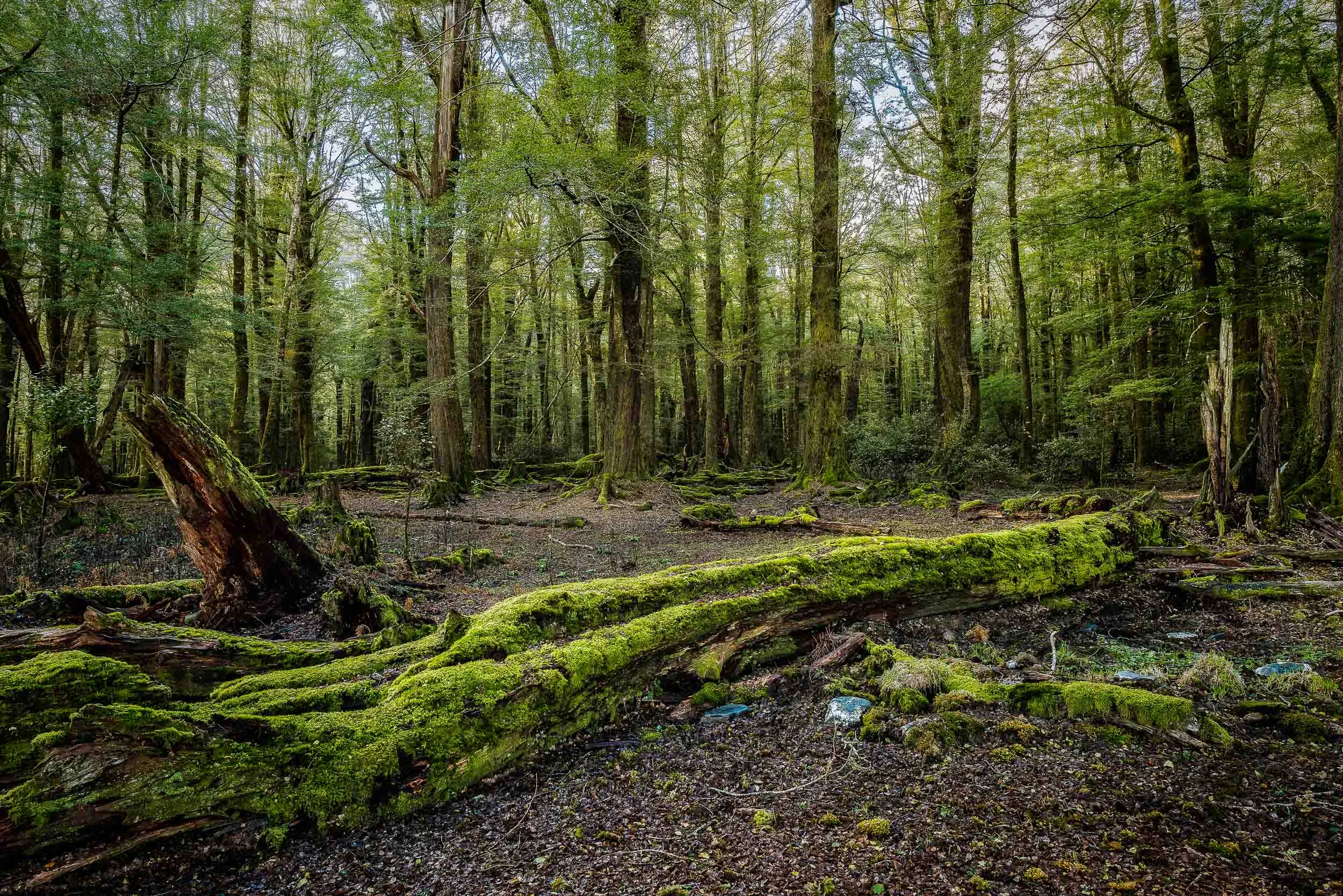 A moss covered fallen tree begins to decompose on the floor of the forest in Paradise, New Zealand