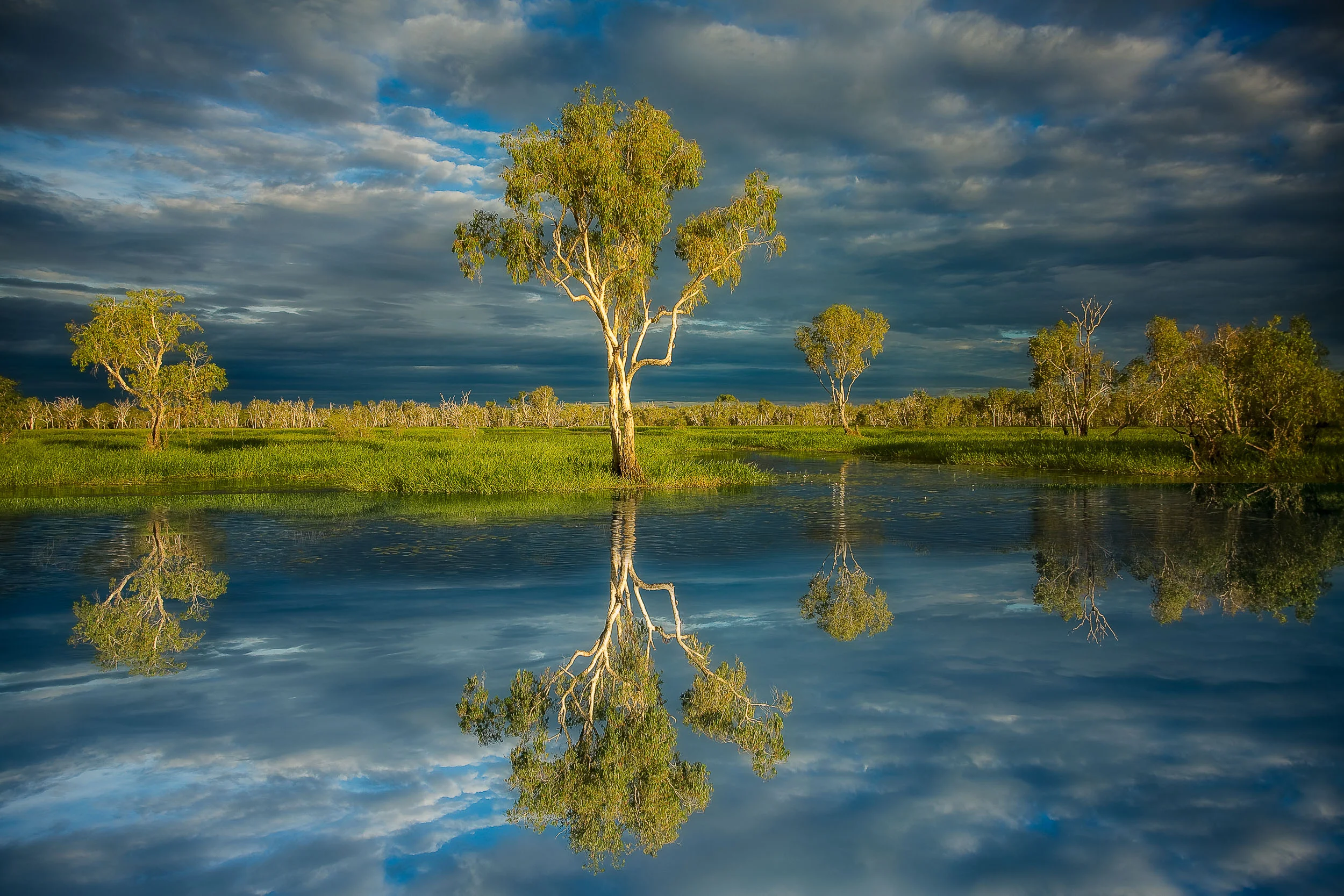 A reflection of a large paperbark tree by the water's edge in Kakadu National Park, Australia .