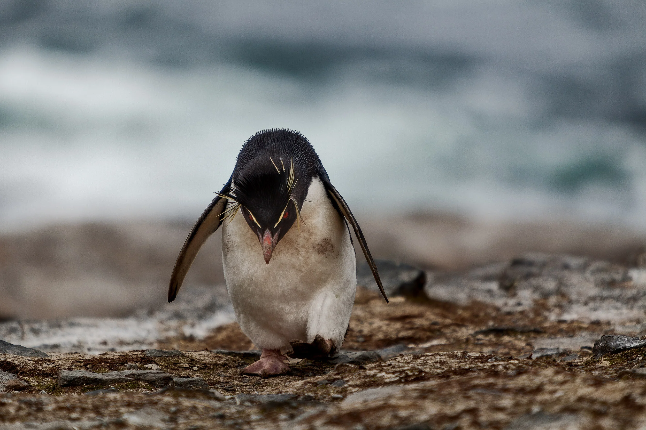 Rockhopper penguin, moving over rocky ground, after returning from the sea.