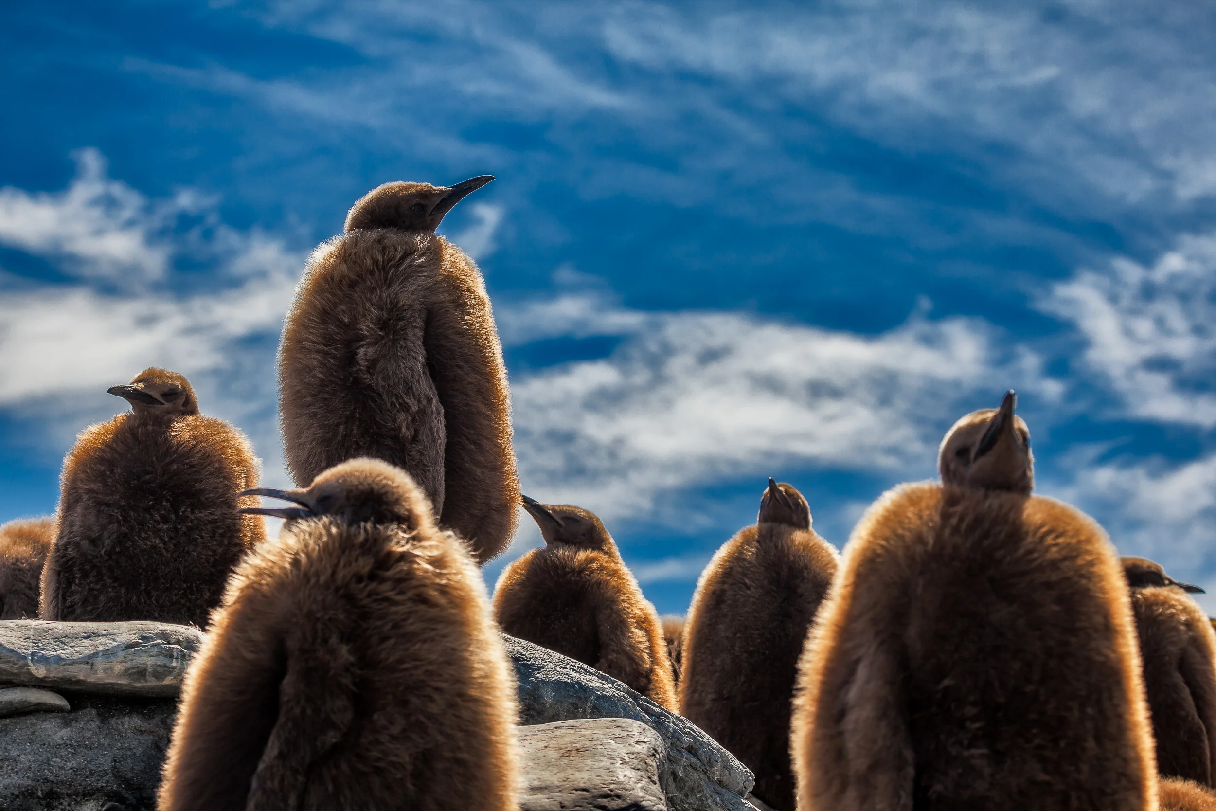 King Penguin chicks , covered in fur, make for a dramatic image against a beautiful, blue sky on a summer's day on South Georgia Island .