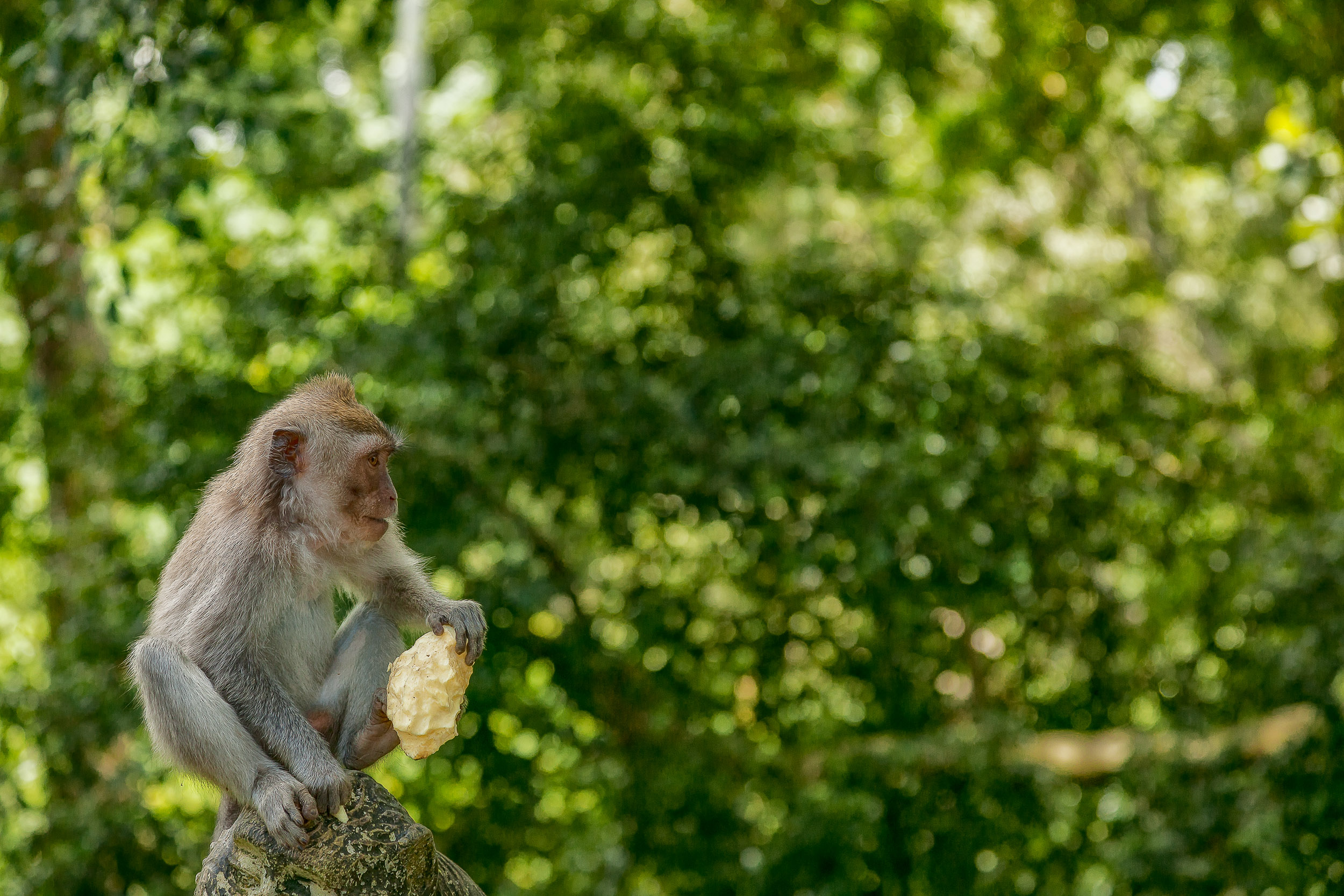 A    monkey    with a    large piece of fruit    in the    Monkey Forest    in    Ubud, Bali   .