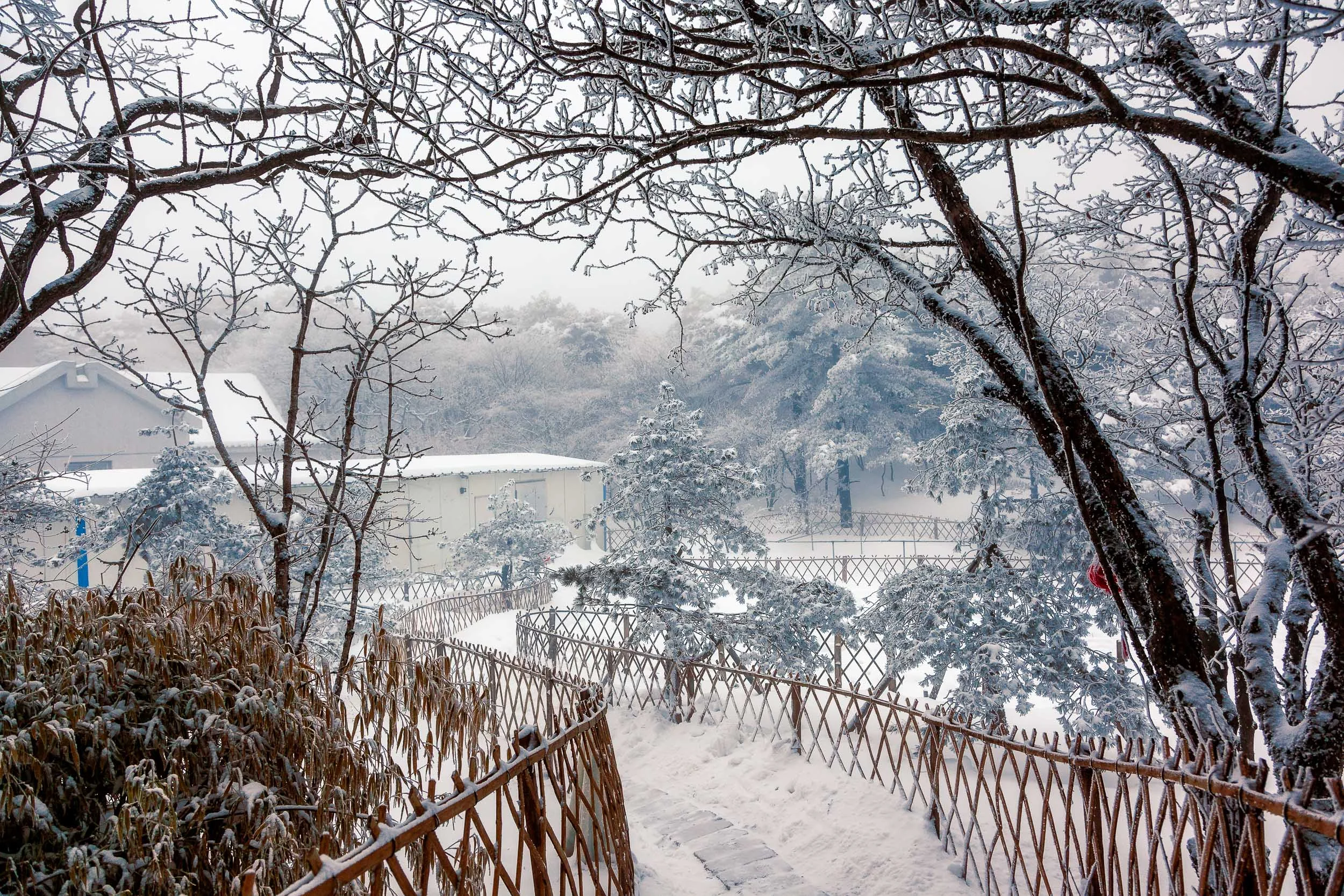 A pathway between areas of revegetated landscape on Huangshan (i.e., Yellow Mountain) in China .