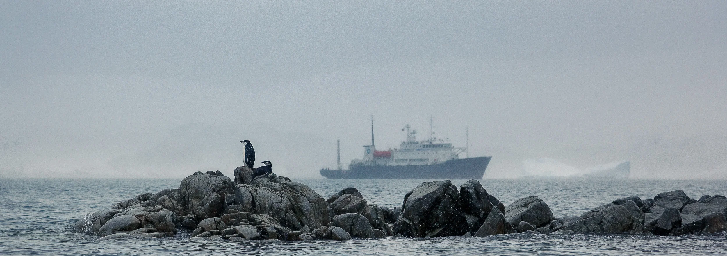 Touring Antarctica on the Aurora Expedition's Polar Pioneer is made all the more fun with lovable penguins in the foreground.