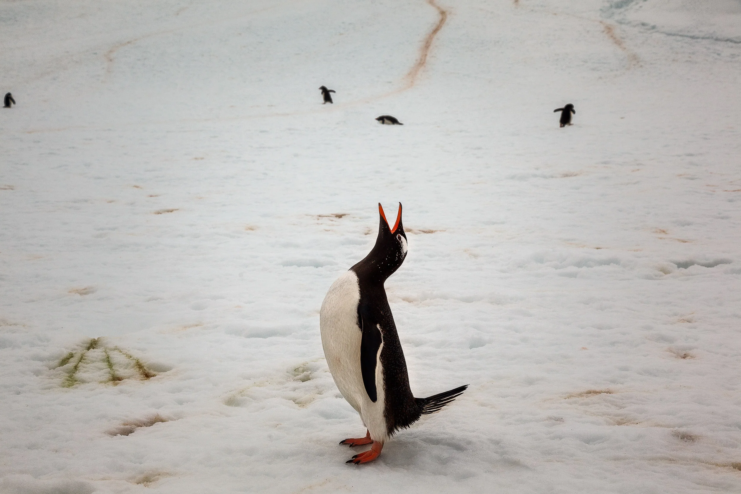 A humorous image of a King Penguin on Cuverville Island, Antarctica .