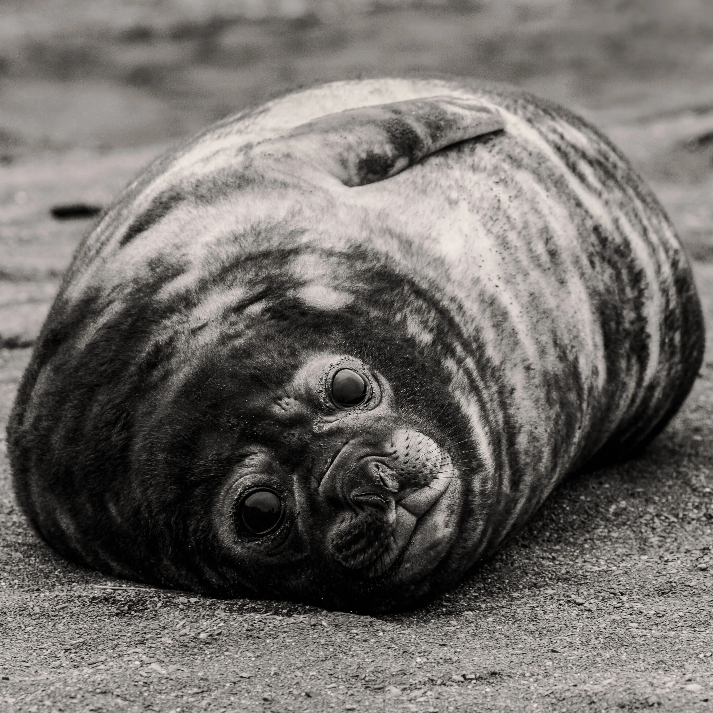 A seal rests on a beach at Right Whale Bay on South Georgia Island .