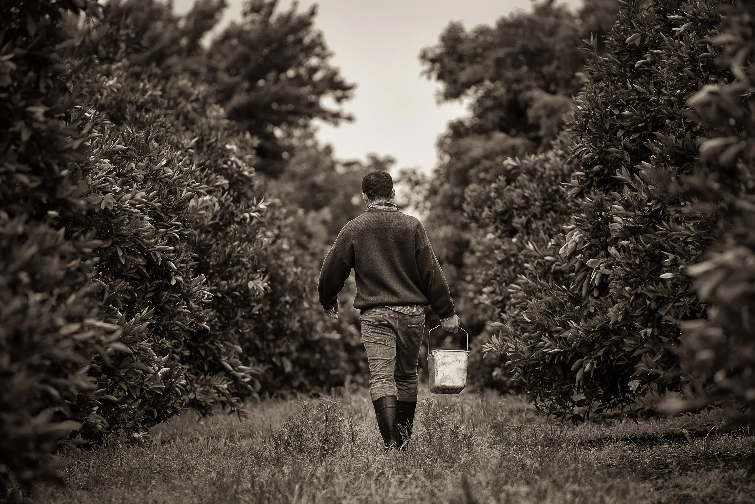 Fun photo of actor, Alex Dimitriades, in the orange groves, Mildura, Australia.