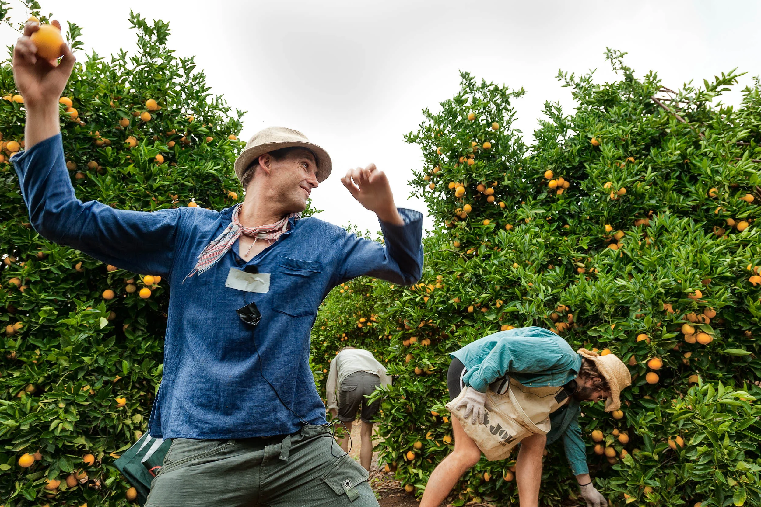 Candid action caught in the orange groves near Mildura, Australia.
