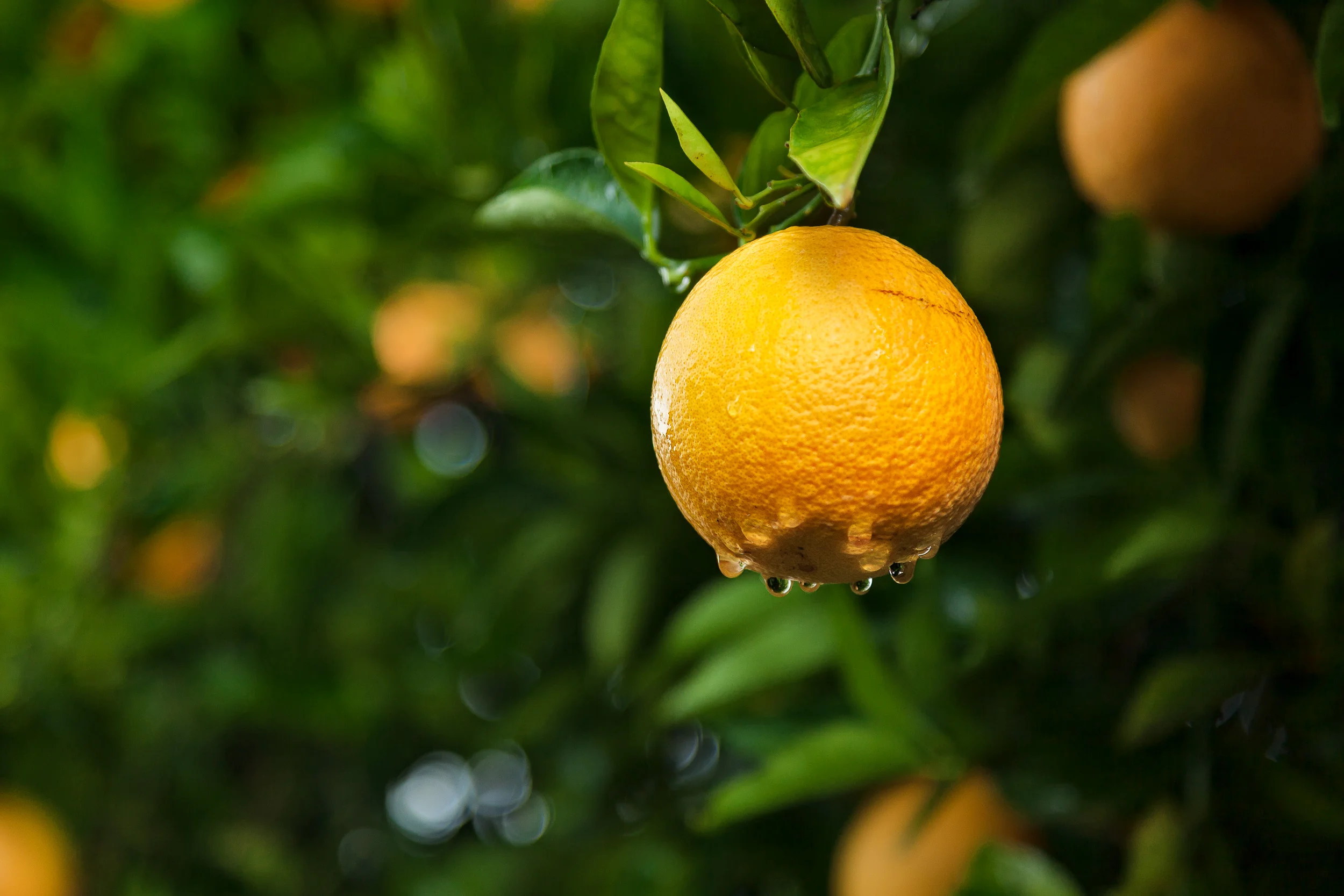 Juicy orange, on a rainy day, in orange groves near Mildura, Australia.