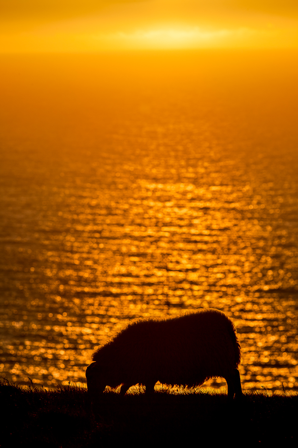A sheep calmly grazes as a magnificent sunset sinks below the horizon on the Látrabjarg Cliffs in the western most part of Iceland .