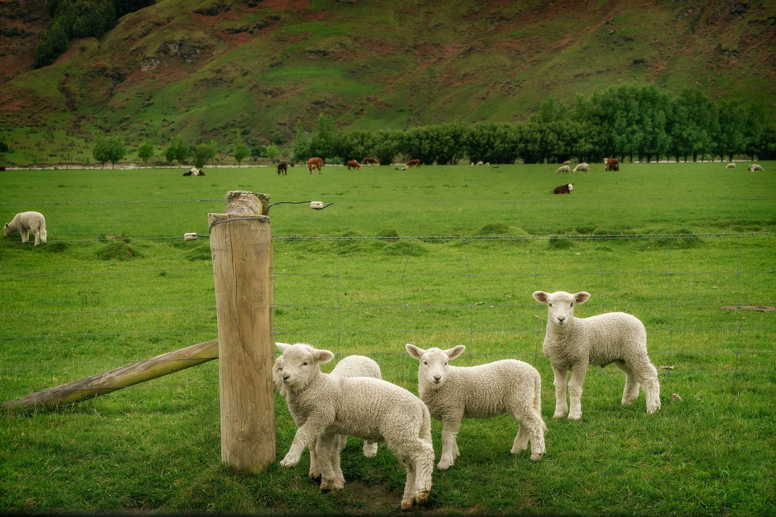 Lambs on a lovely spring day near Wanaka, New Zealand .