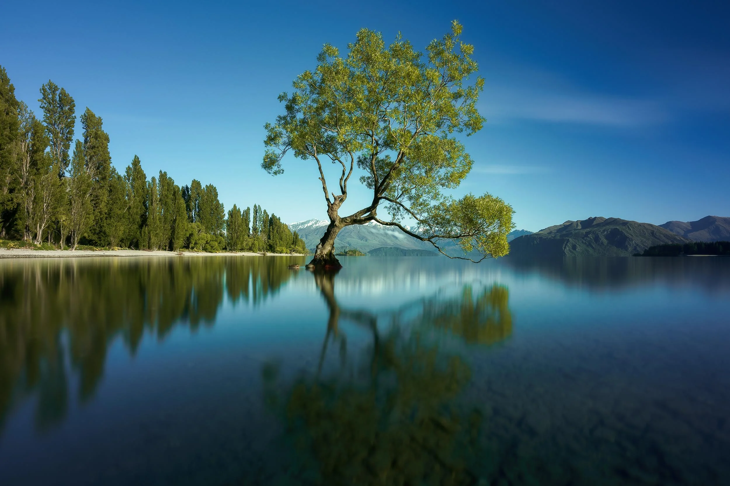 The famous Wanaka Tree in full bloom on a lovely Spring morning .