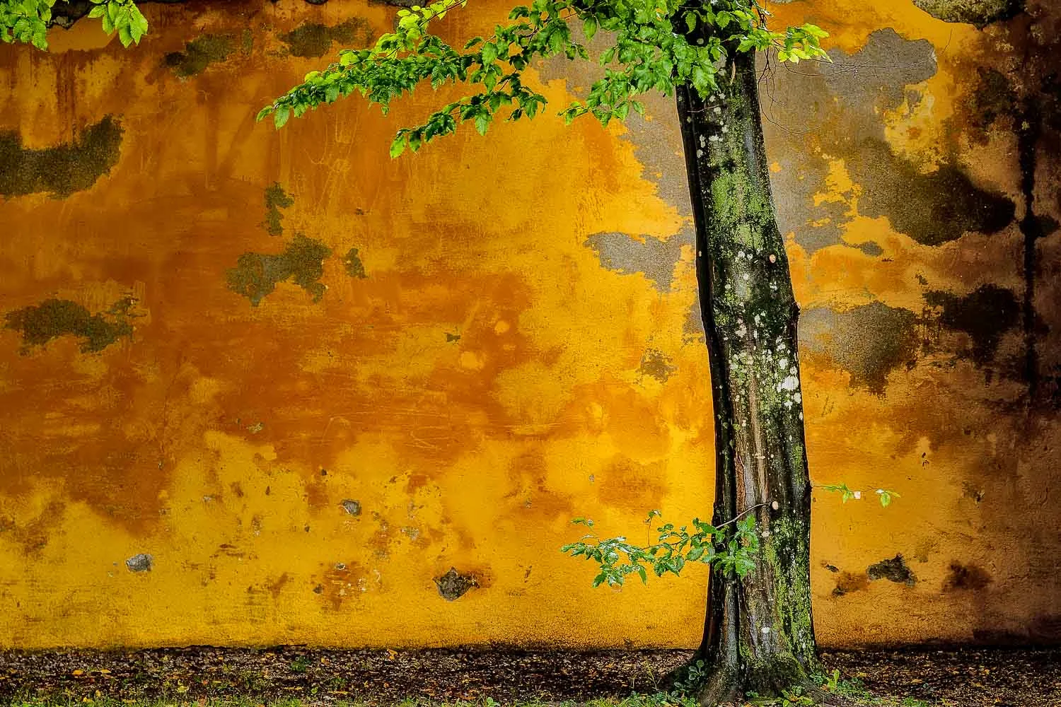Tree against yellow wall in Salzburg, Austria. Link to polarizing filter guide.
