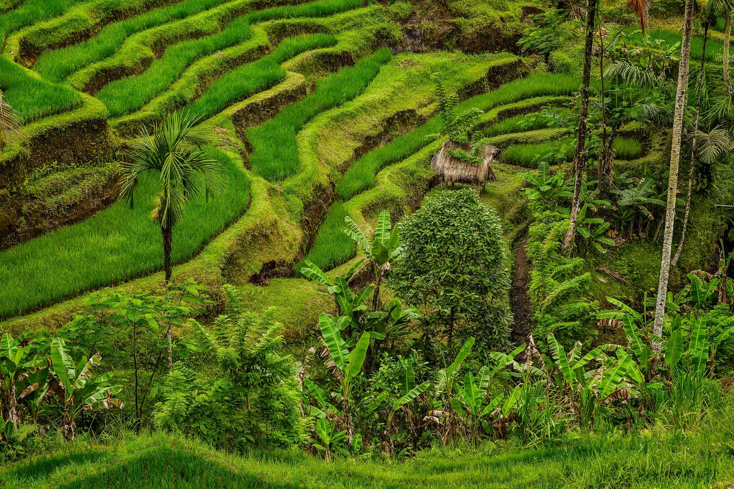 Verdant green terraced rice fields surround this farmer's shelter on the island of Bali, Indonesia .