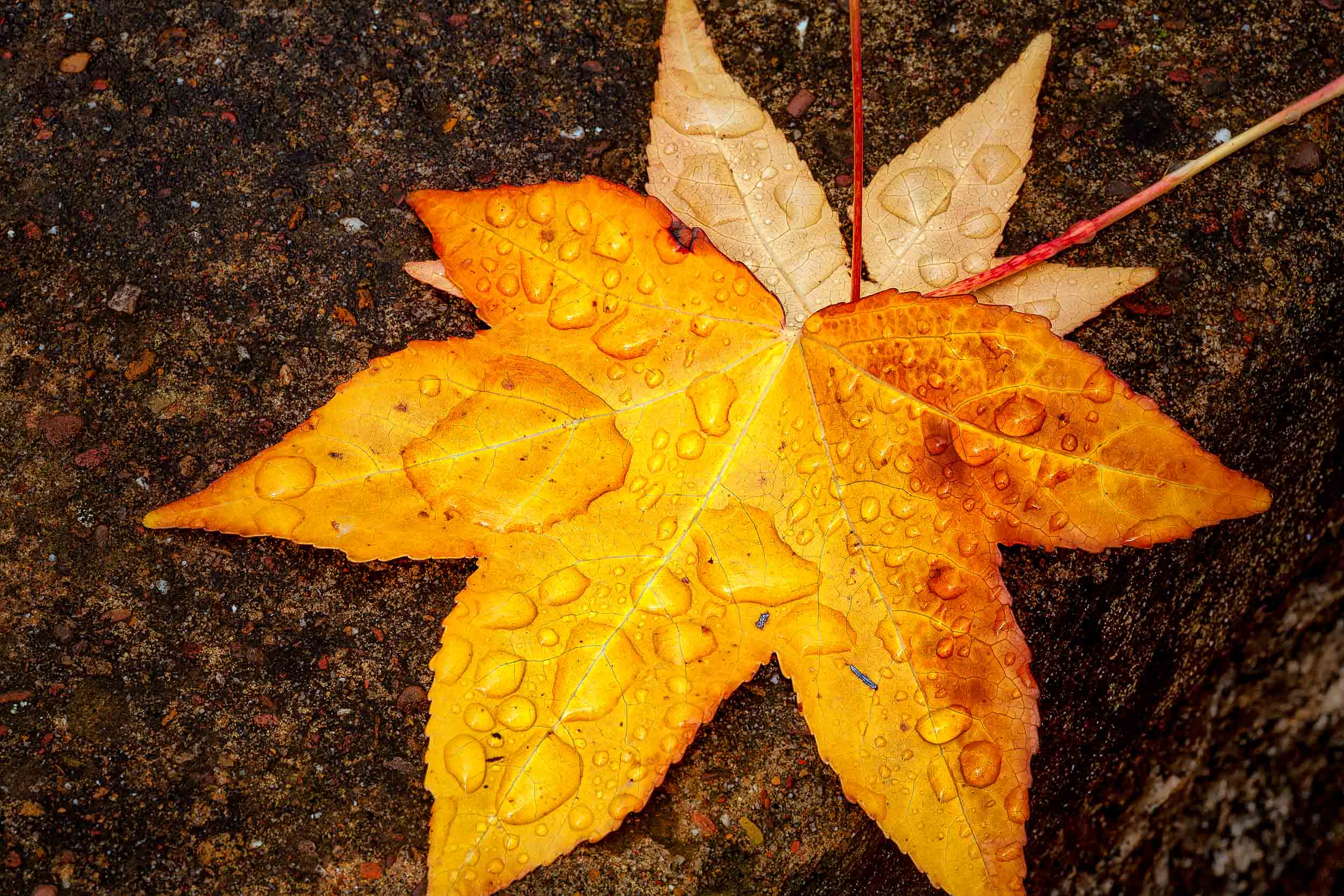 Rain drops on a colorful autumn leaf makes for a dynamic design.
