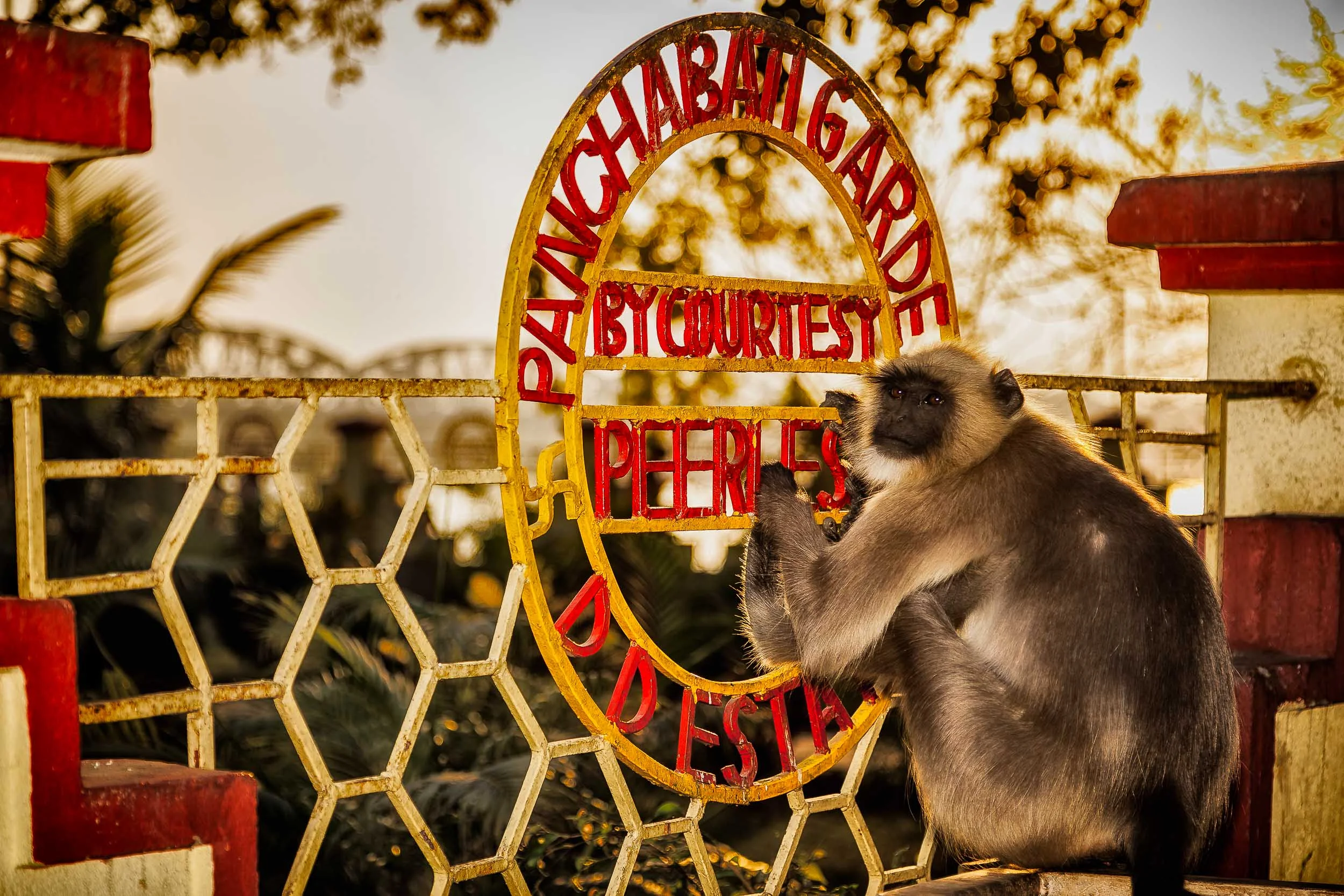 Mischievous monkey at the Dakshineswar Kali Temple in Kolkata, India.