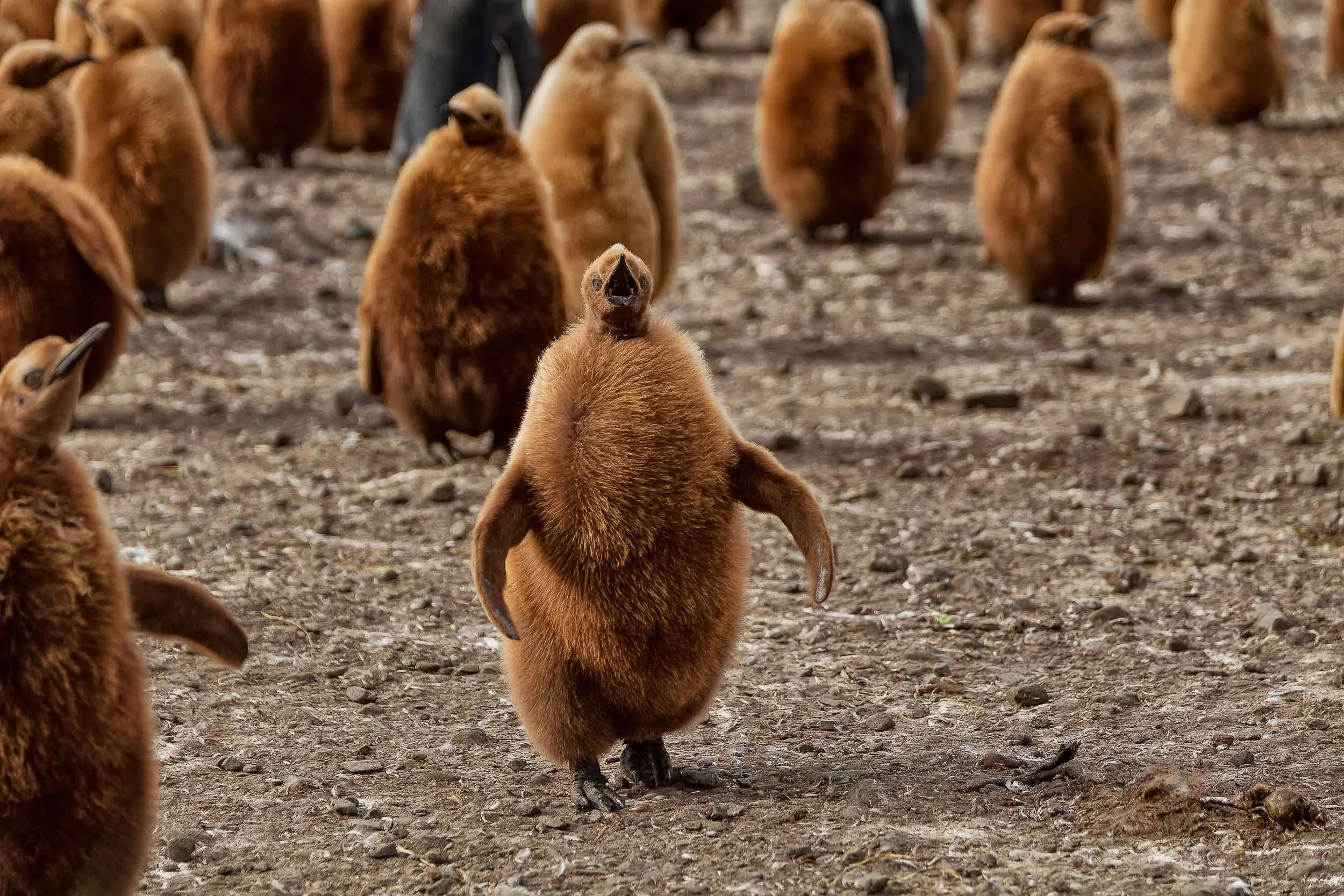 A hungry King penguin chick , eagerly waiting for a parent to come and feed it, on South Georgia Island .