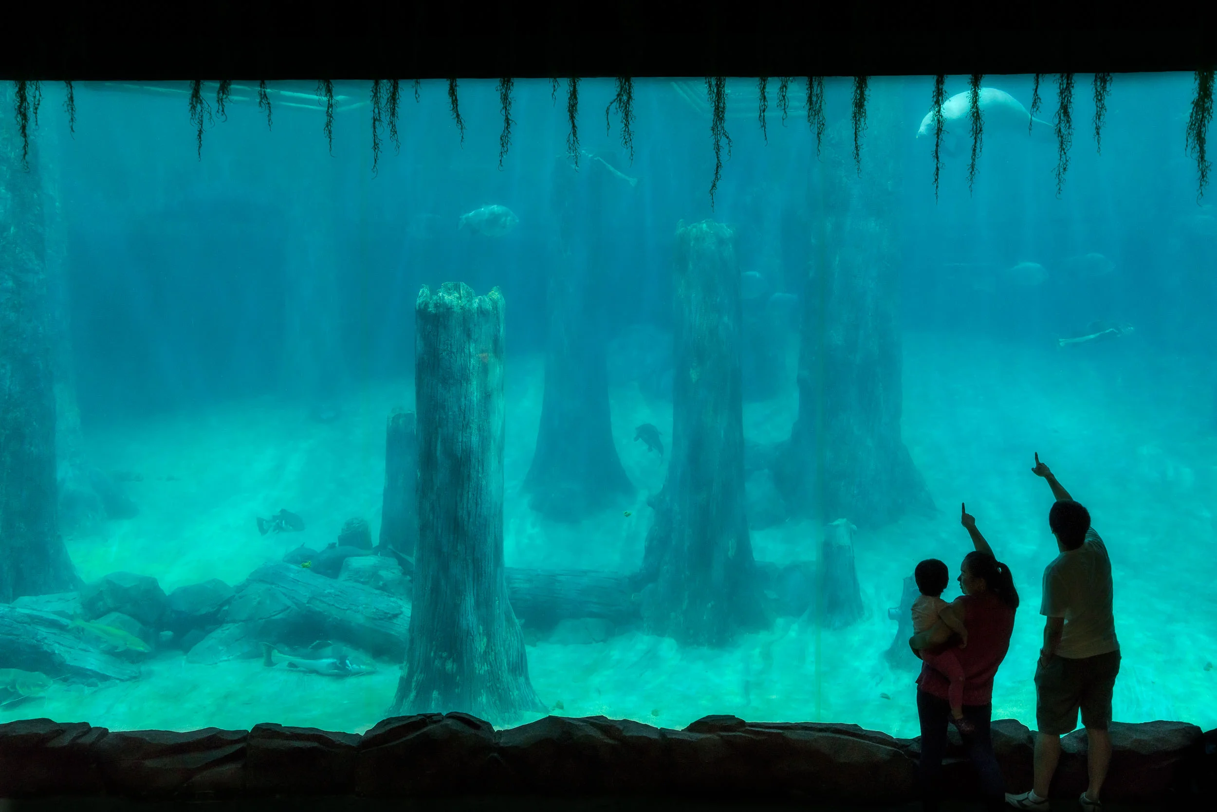 A young family viewing a Manatee in a large aquarium at the River Safari park in Singapore .