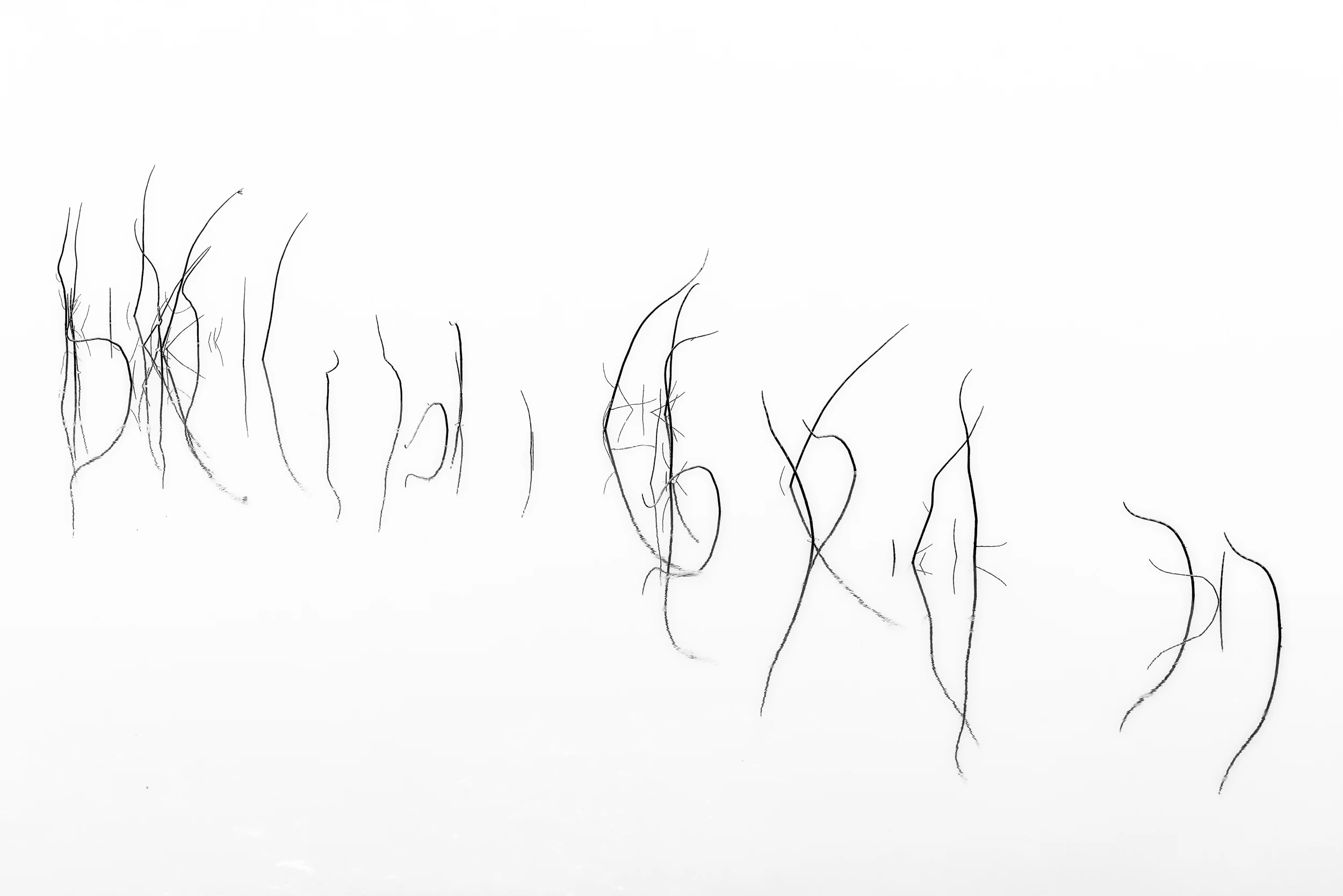 Reeds and their reflections form abstract designs in a pond in rural Iceland .