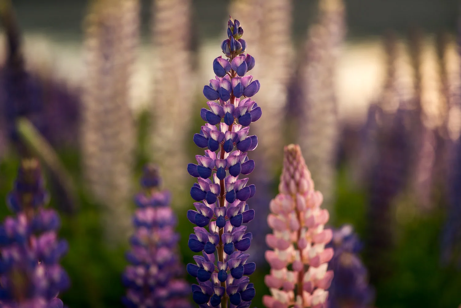 Lupins, Lake Tekapo, New Zealand