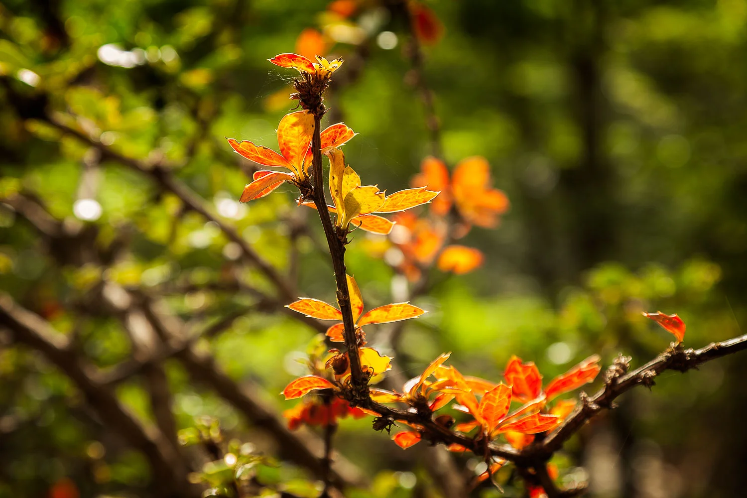 Bright summer sunshine illuminates a lovely forest detail in Tierra del Fuego National Park, Argentina .