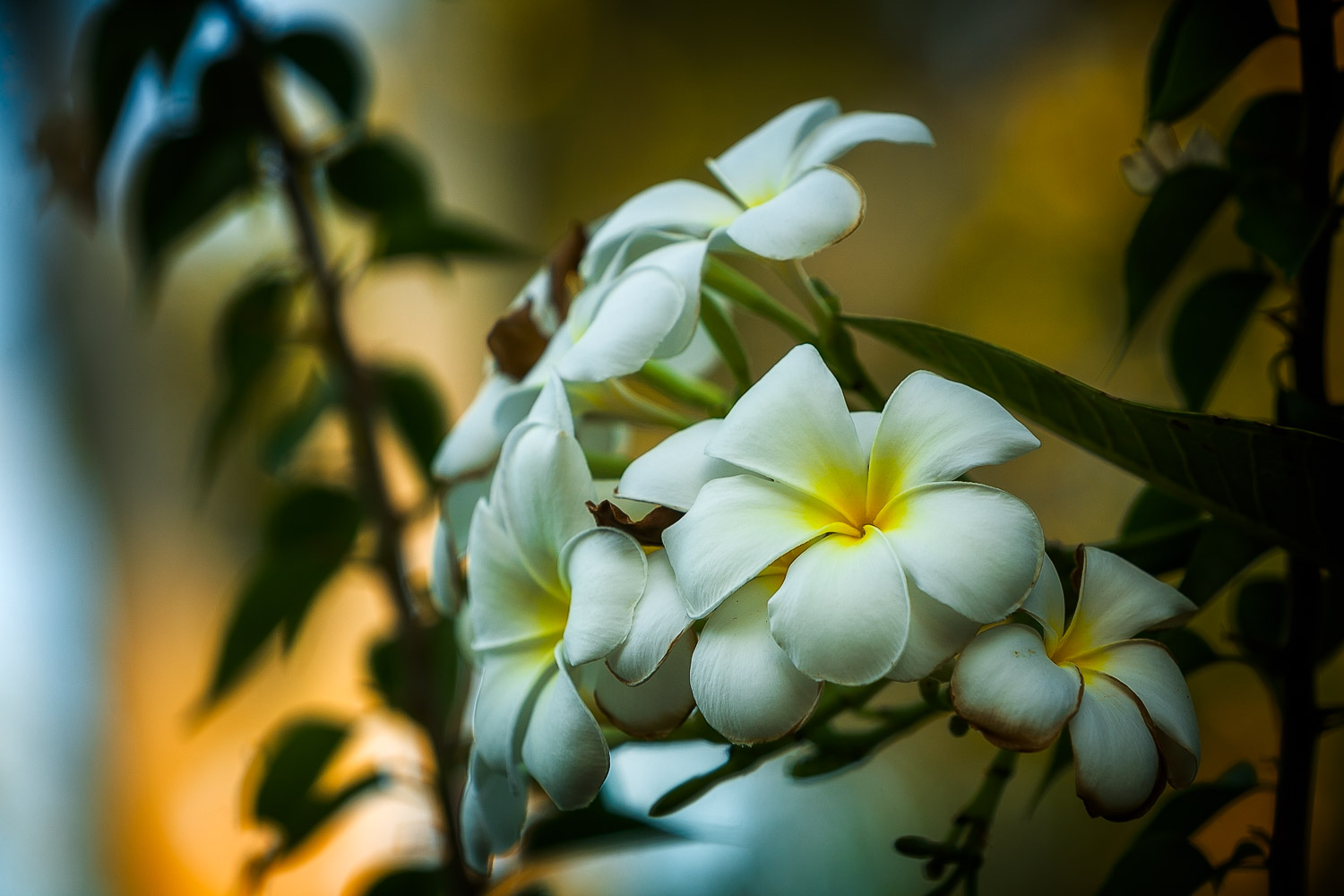Kakadu Flowers, Australia