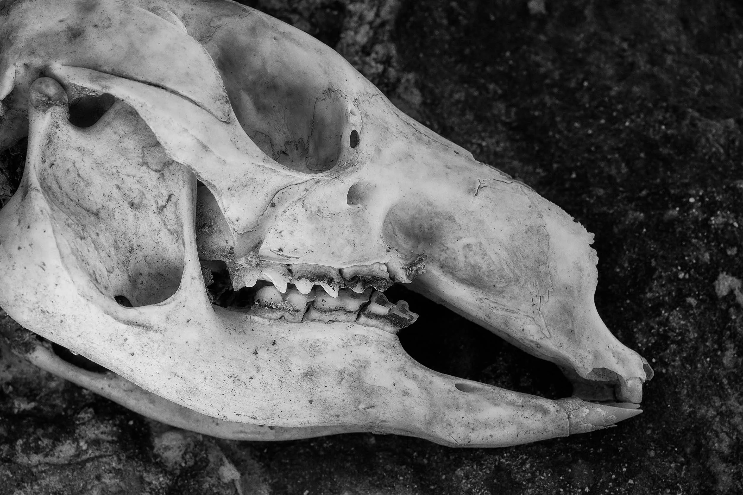 I photographed this wallaby skull in an abandoned mine near the town of Chewton in Victoria, Australia .