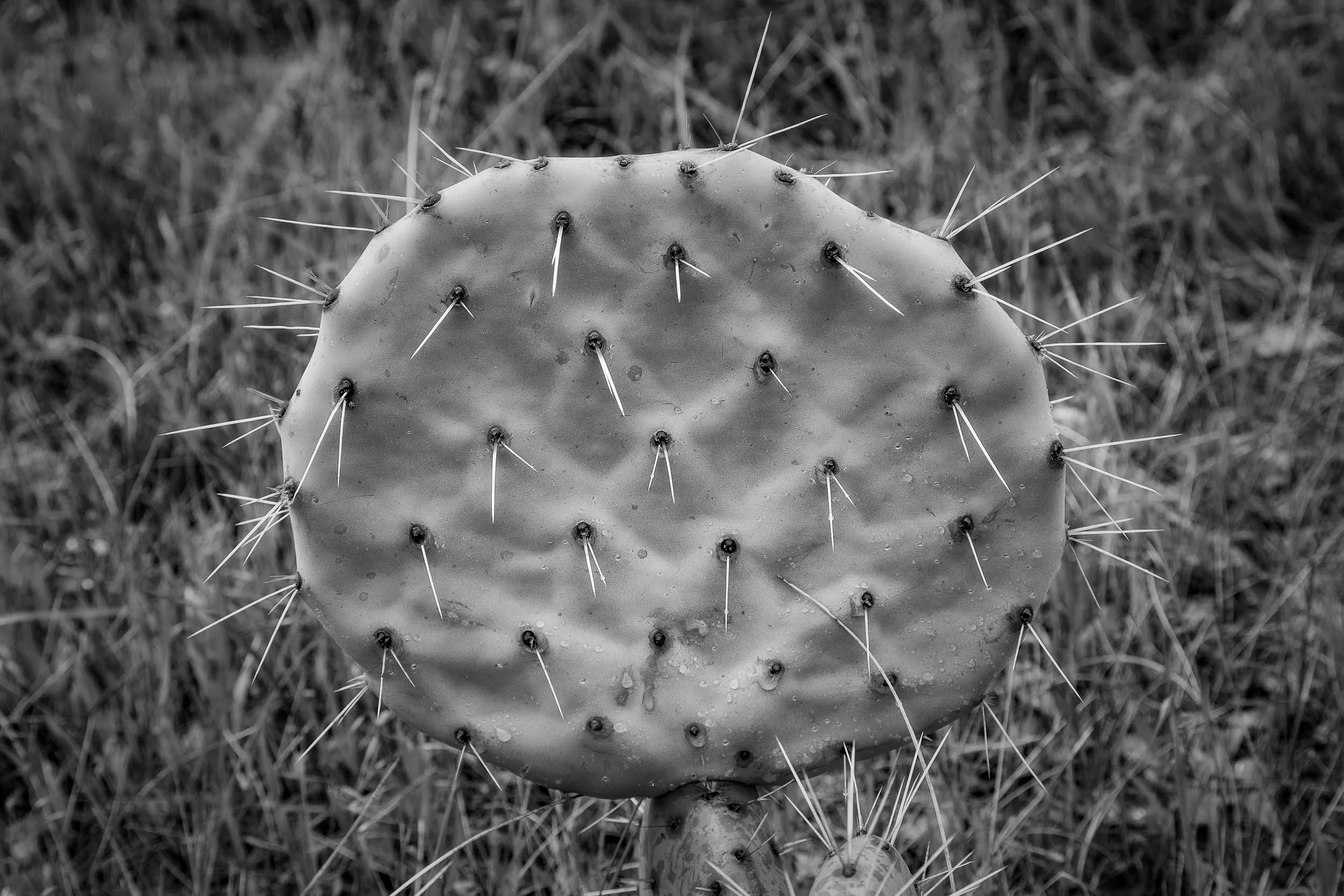 A black and white close up of a Wheel Cactus that emphasizes the plant's shape and texture.