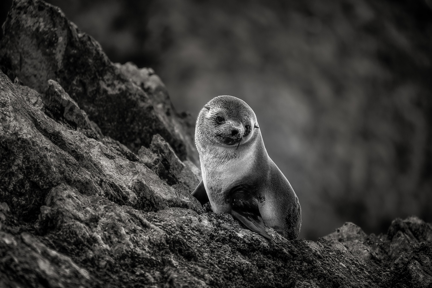 Young Weddell Seal, South Georgia Island