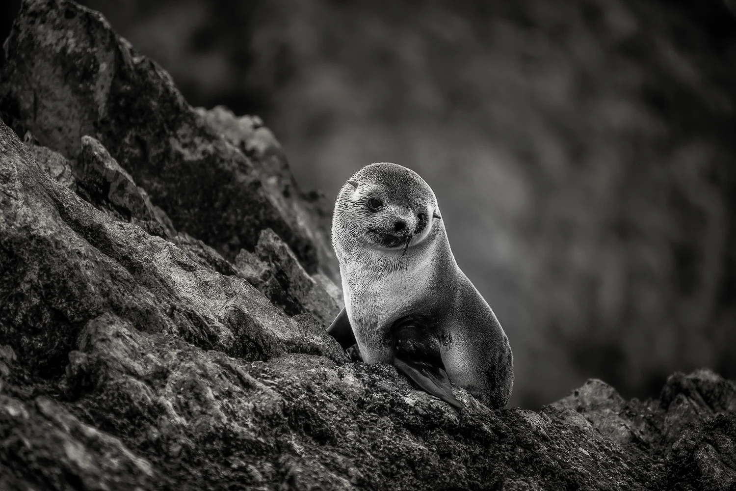 Weddell seal pub, South Georgia Island. Link to Travel Resources page.jpg