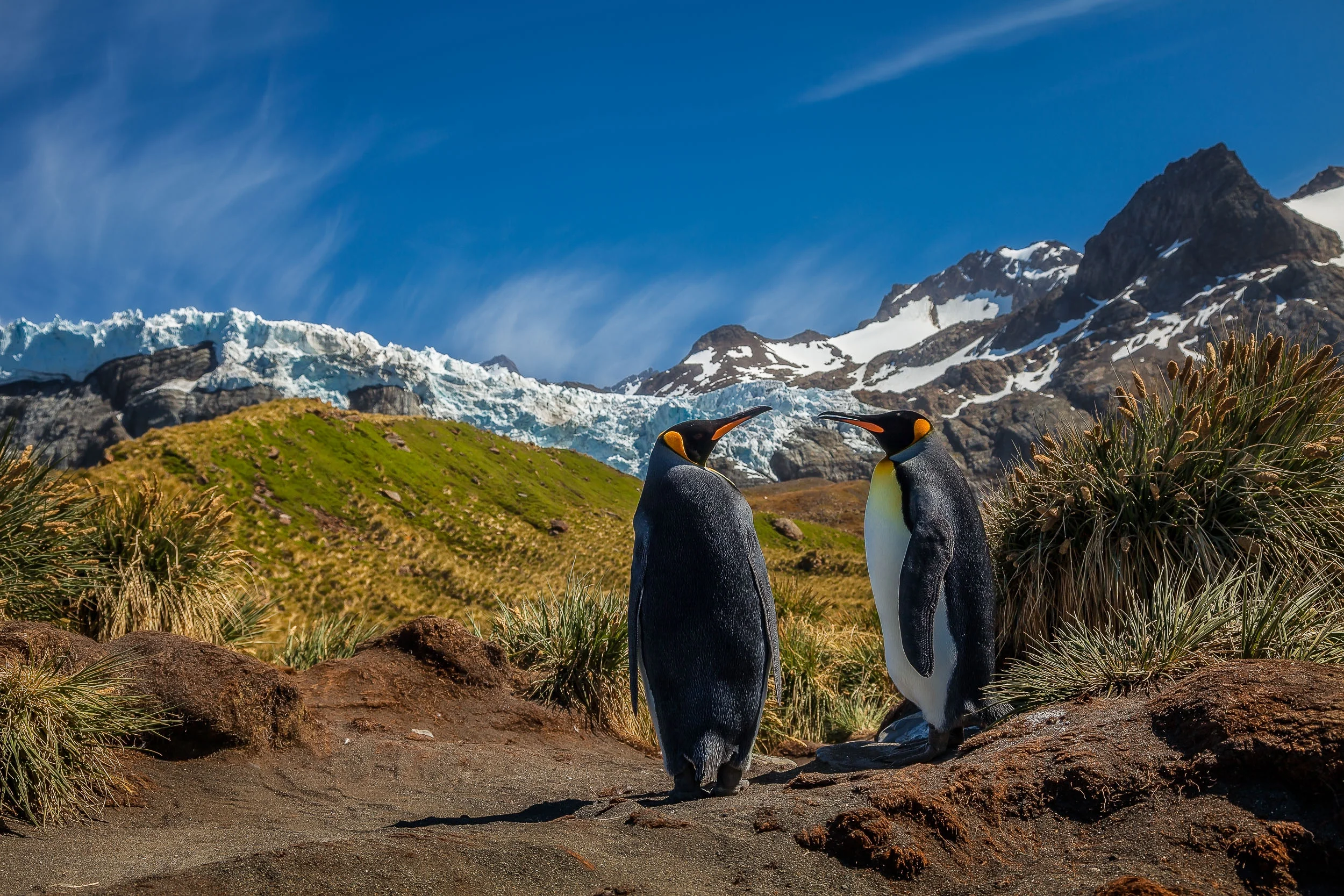 Two King penguins hanging out on a summer's day on the spectacular South Georgia Island .