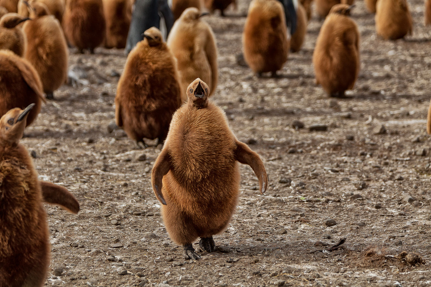Hungry Penguin Chick, South Georgia Island