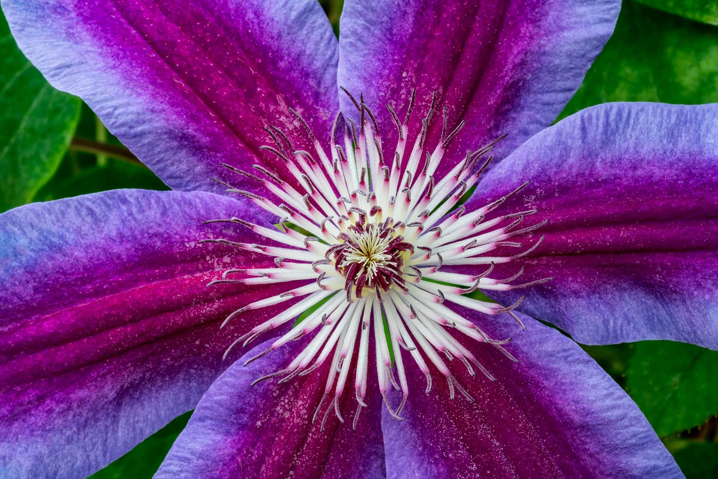 Polarizing filter retained the details and vibrant colors within this beautiful flower.