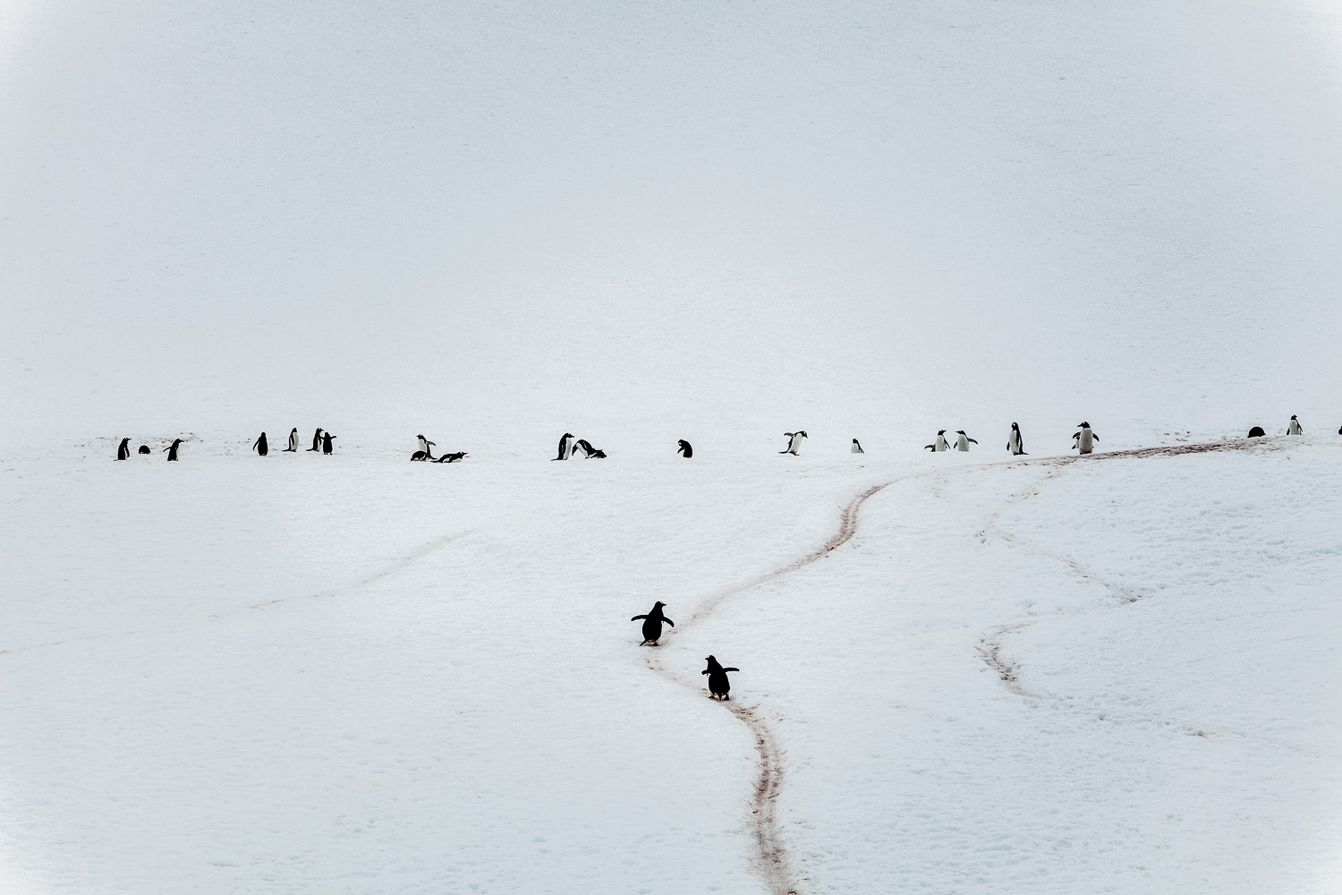 Chaos and Abstraction, Curverville Island, Antarctica