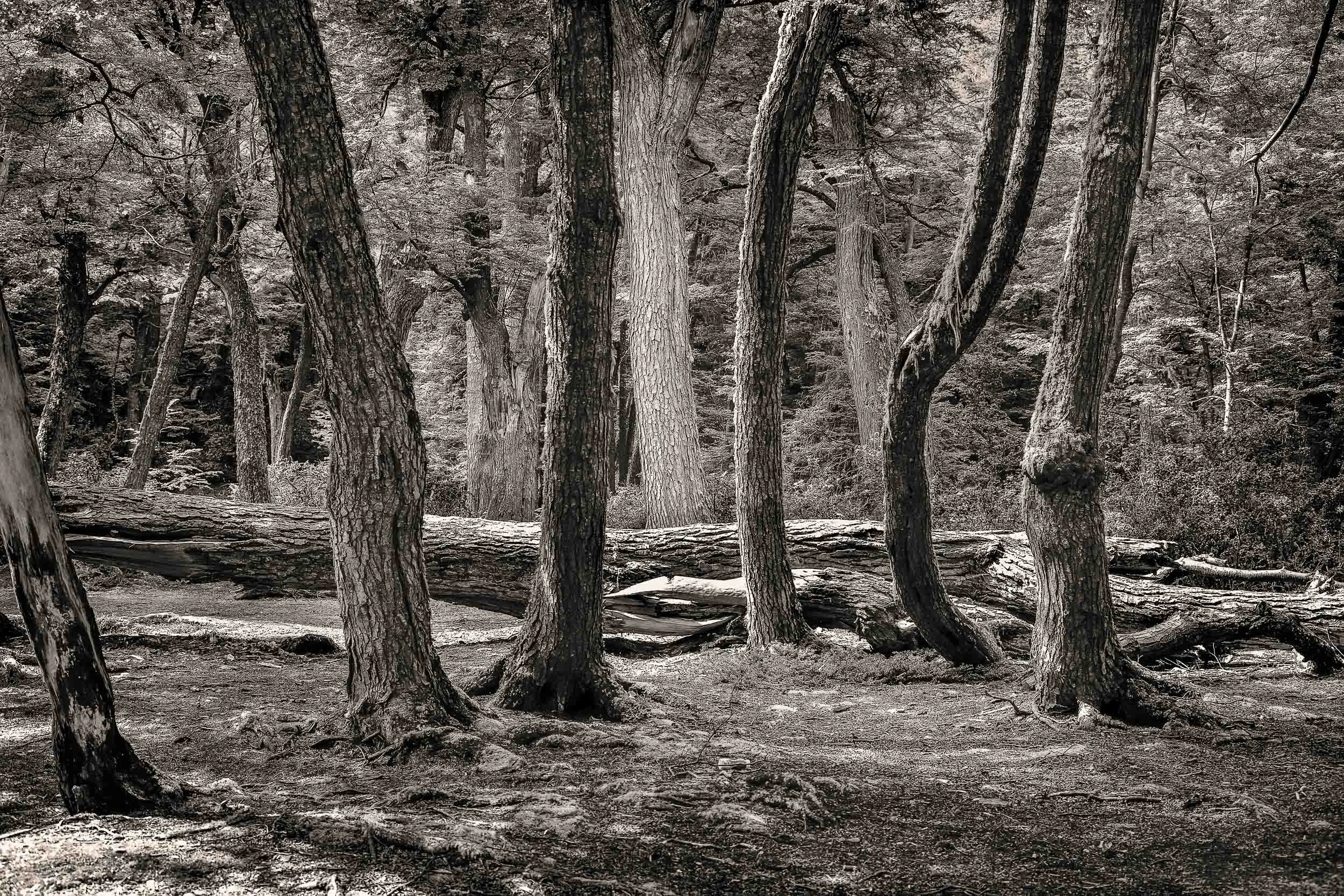 A stand of trees in a forested area on the shores of the sea in Tierra del Fuego National Park, Argentina .