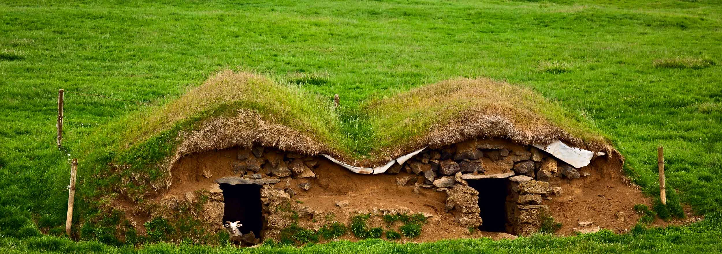A sheep , keeping an eye out, rests in a shelter in rural Iceland .