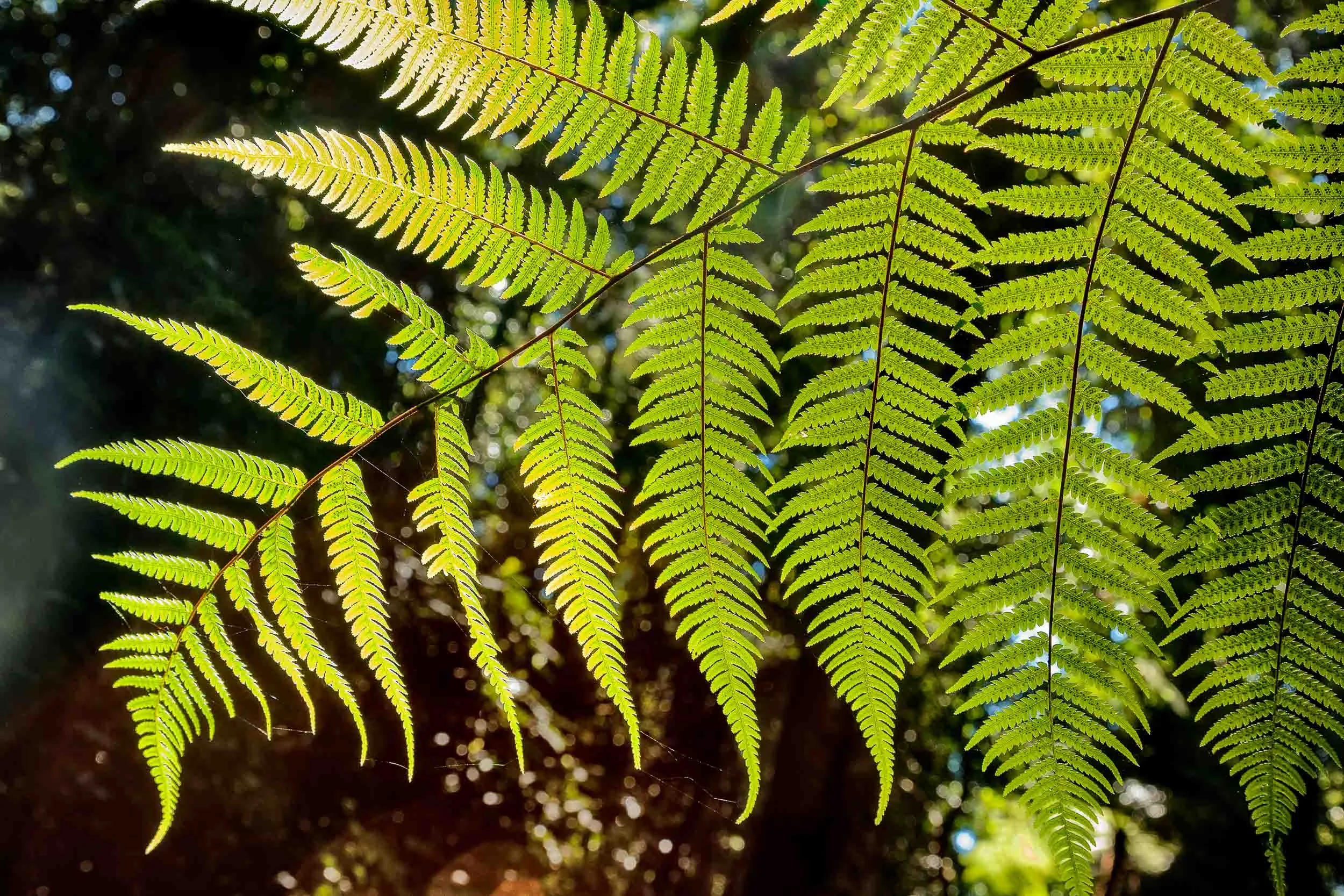 A close-up view of a backlit fern on Mount Tamborine in Queensland .