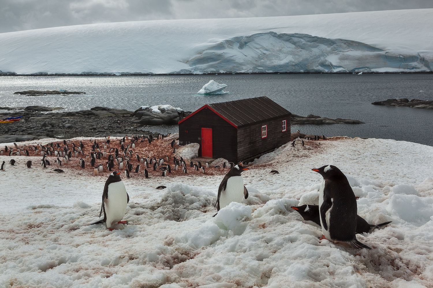 Penguins, Port Lockroy