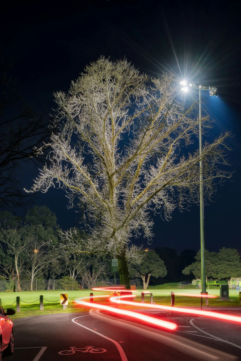 This tree in Quarries Park is about 200 meters from my place of residence in Clifton Hill , a northern suburb of Melbourne.