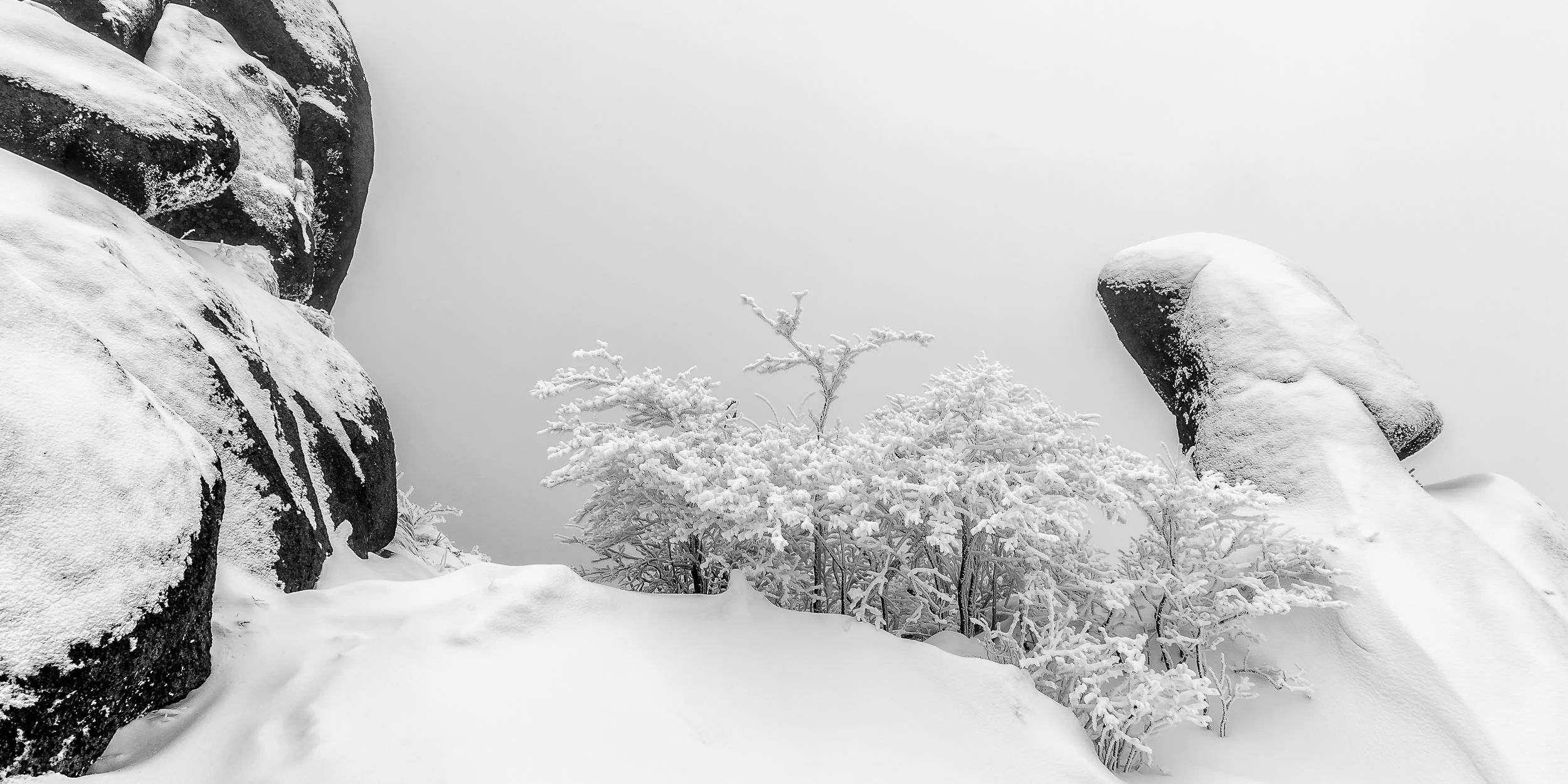 A delicate image on the top of a snow covered ridge on Huangshan (i.e., Yellow Mountain) in East China .