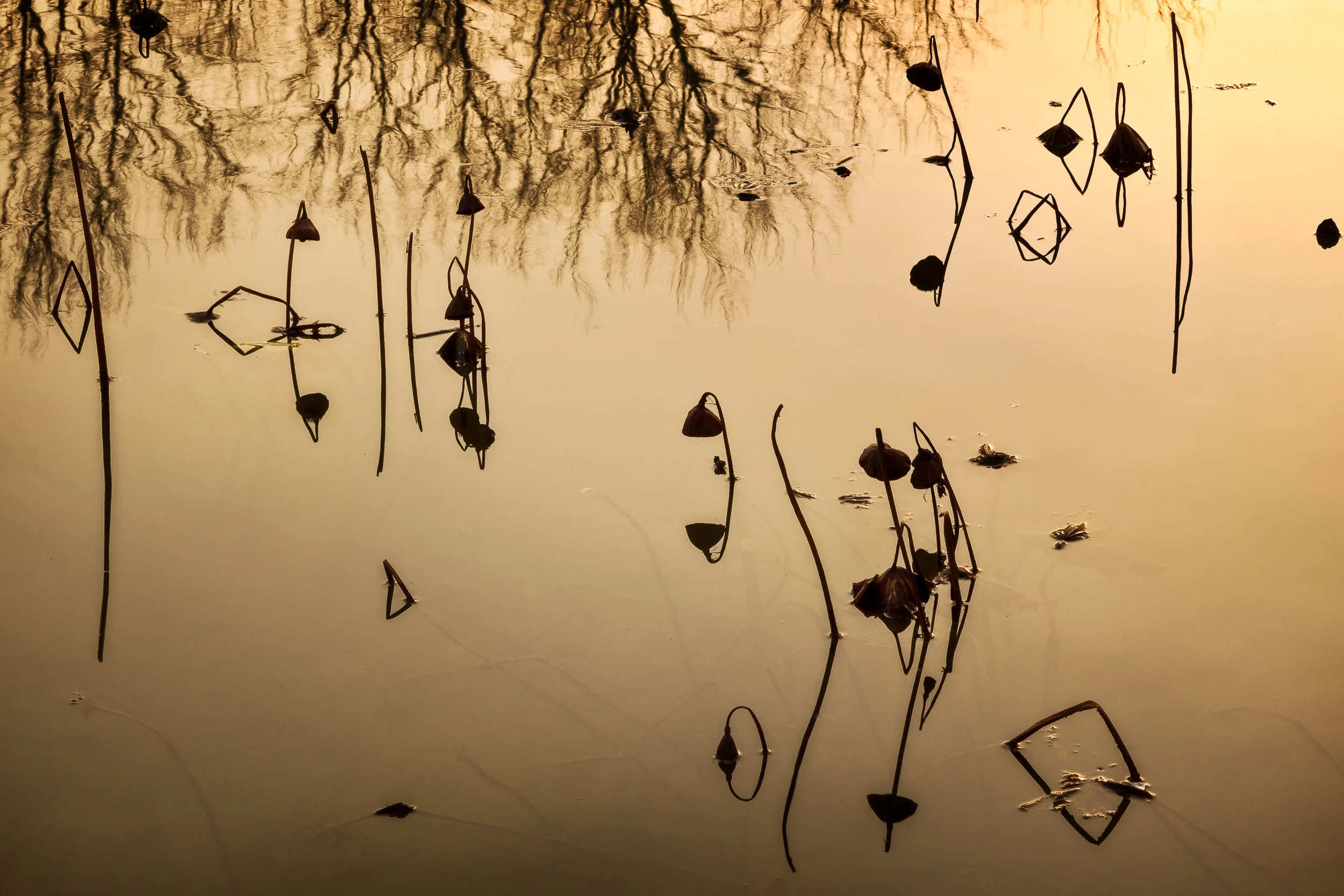 A beautiful, abstract image of reeds on water in the famous Hongcun Village in Anhui Province, China .