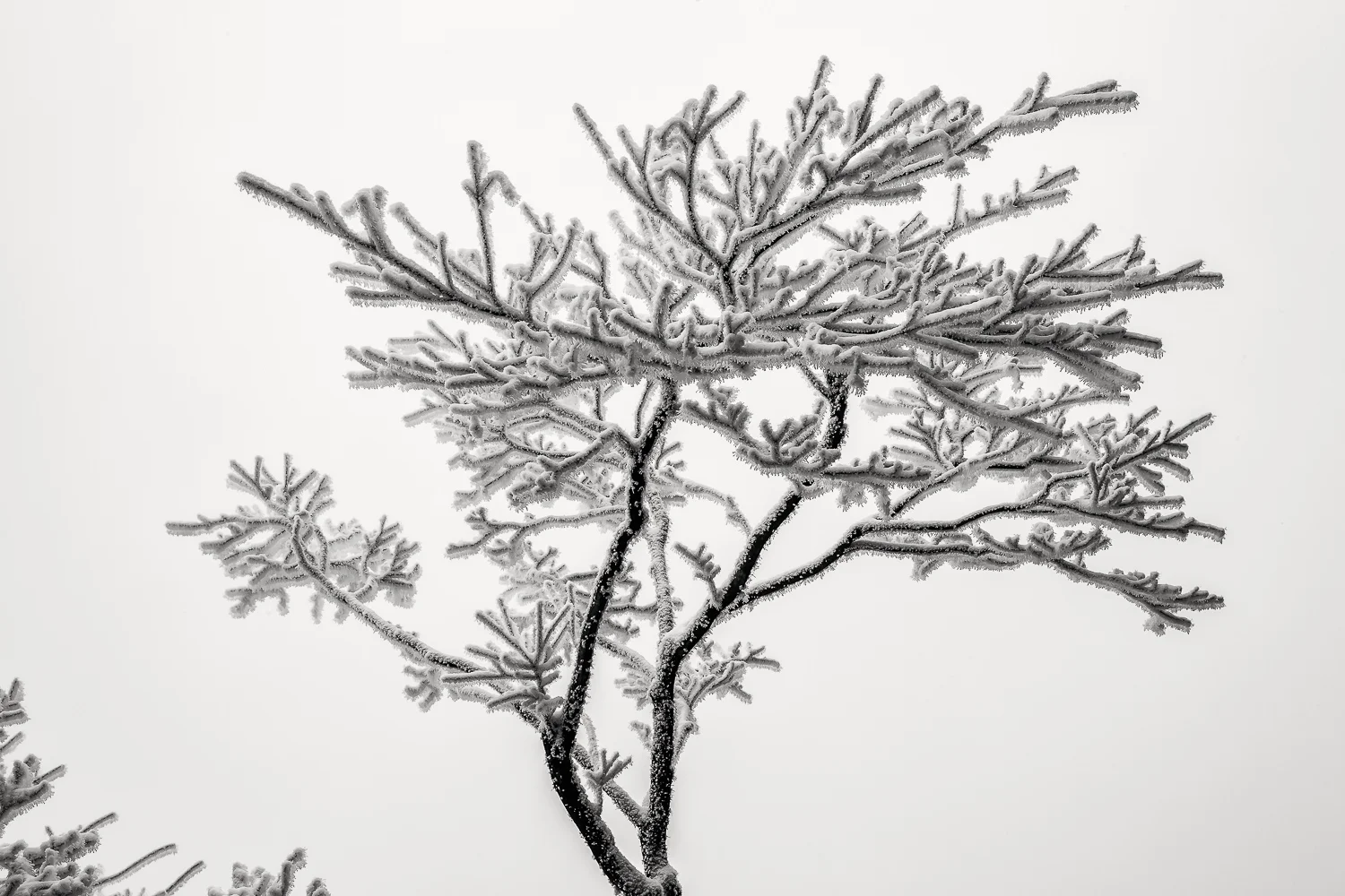 Ice on Tree, Huangshan, China