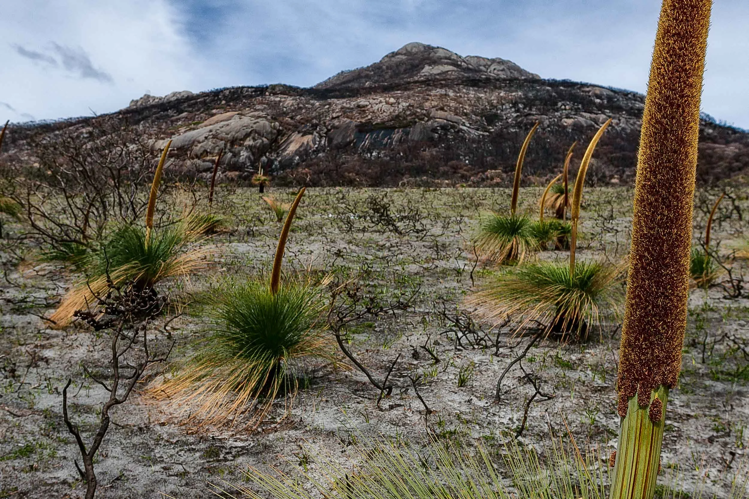 New plant growth following a devastating fire, Wilsons Promontory, Australia.