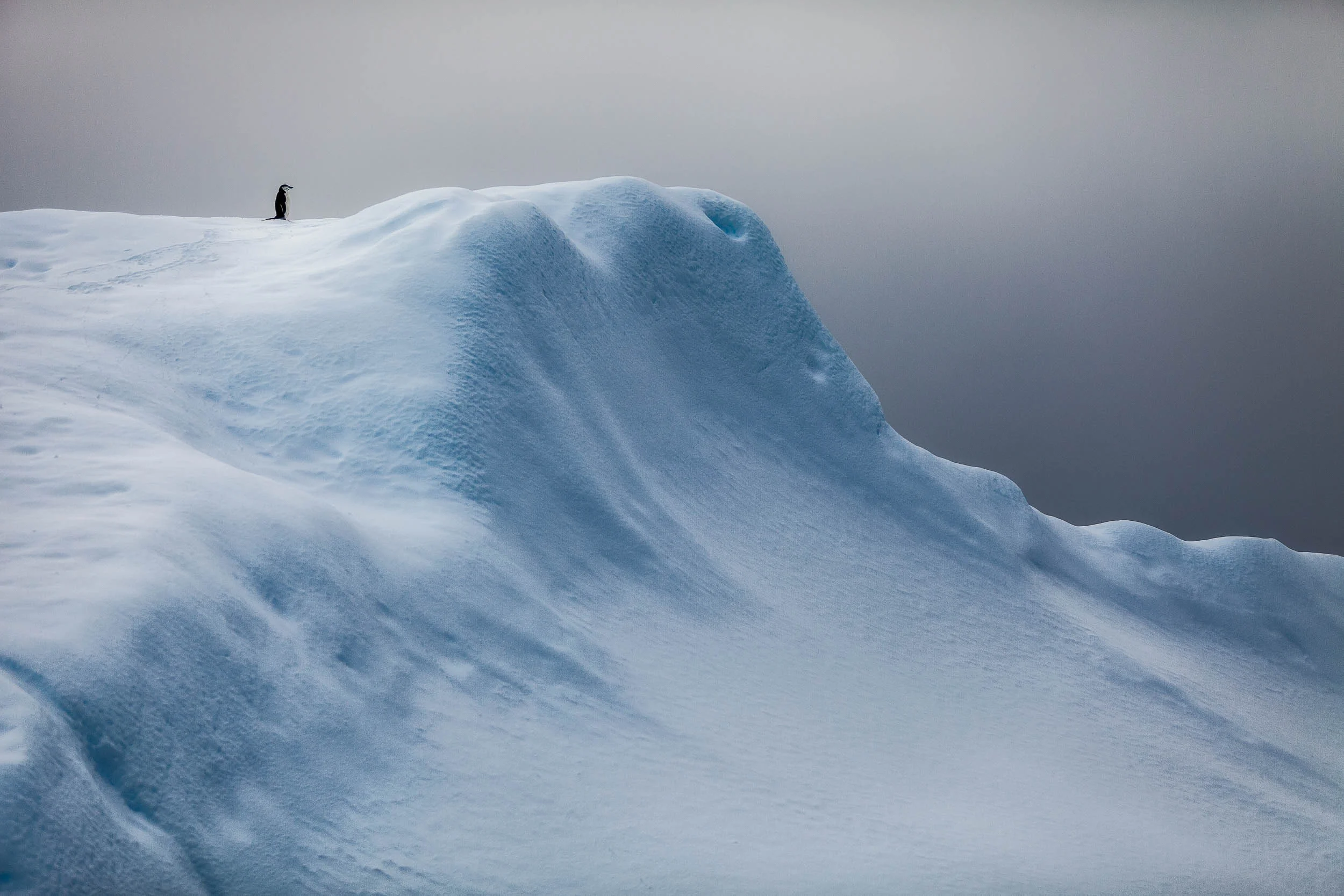 A solitary penguin in the harsh, but beautiful landscape near Paradise Harbor in Antarctica .