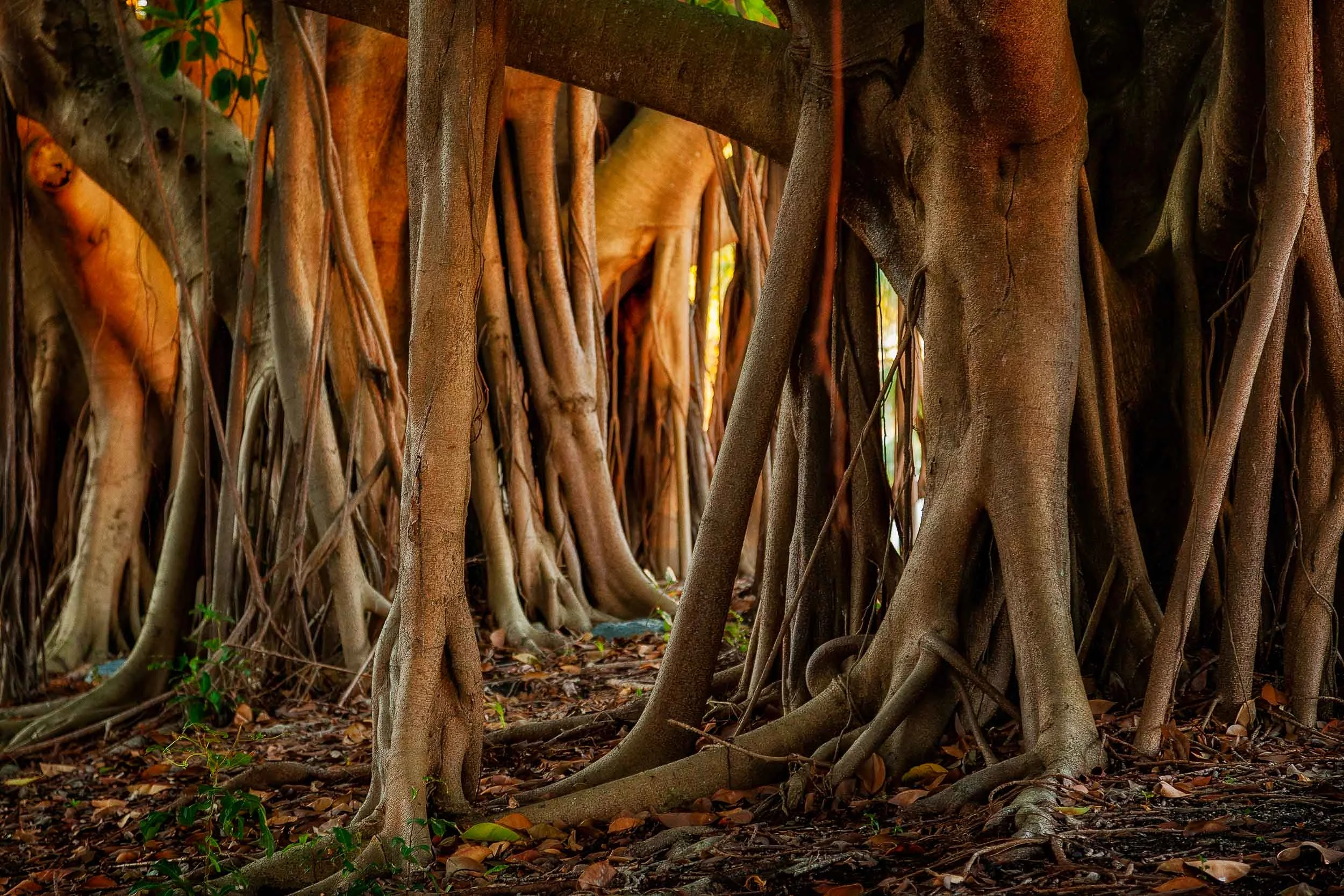 Exposed tree roots, photographed under dappled light , make for a graphic image in Surfers Paradise , Australia.