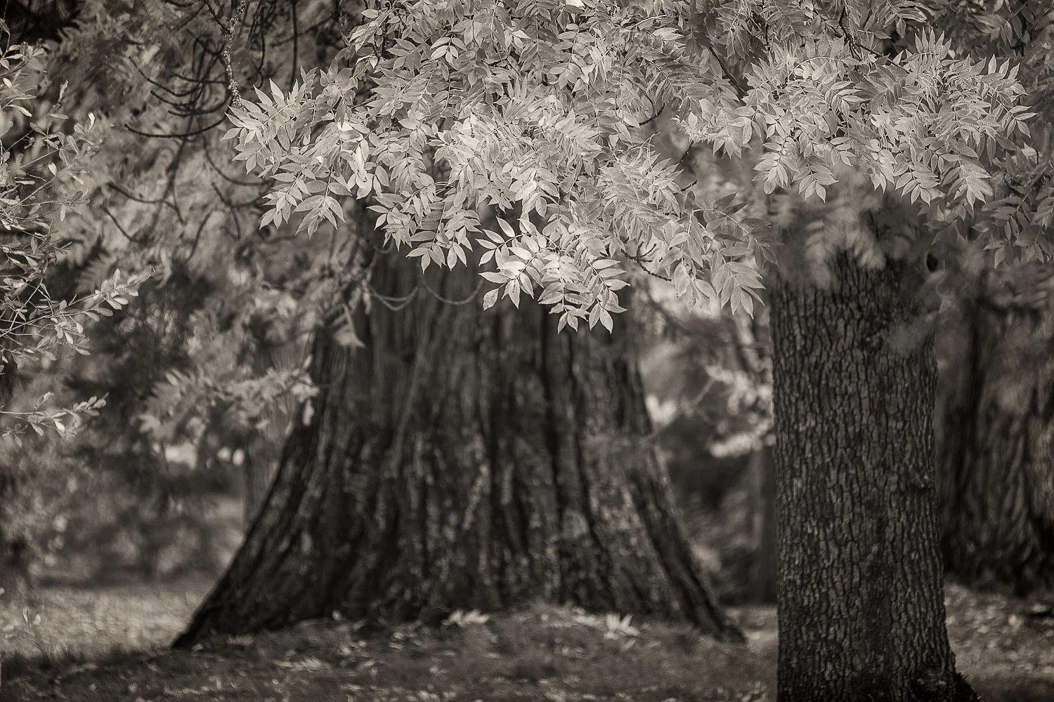 Autumn Leaves and Trees, Malmsbury, Australia