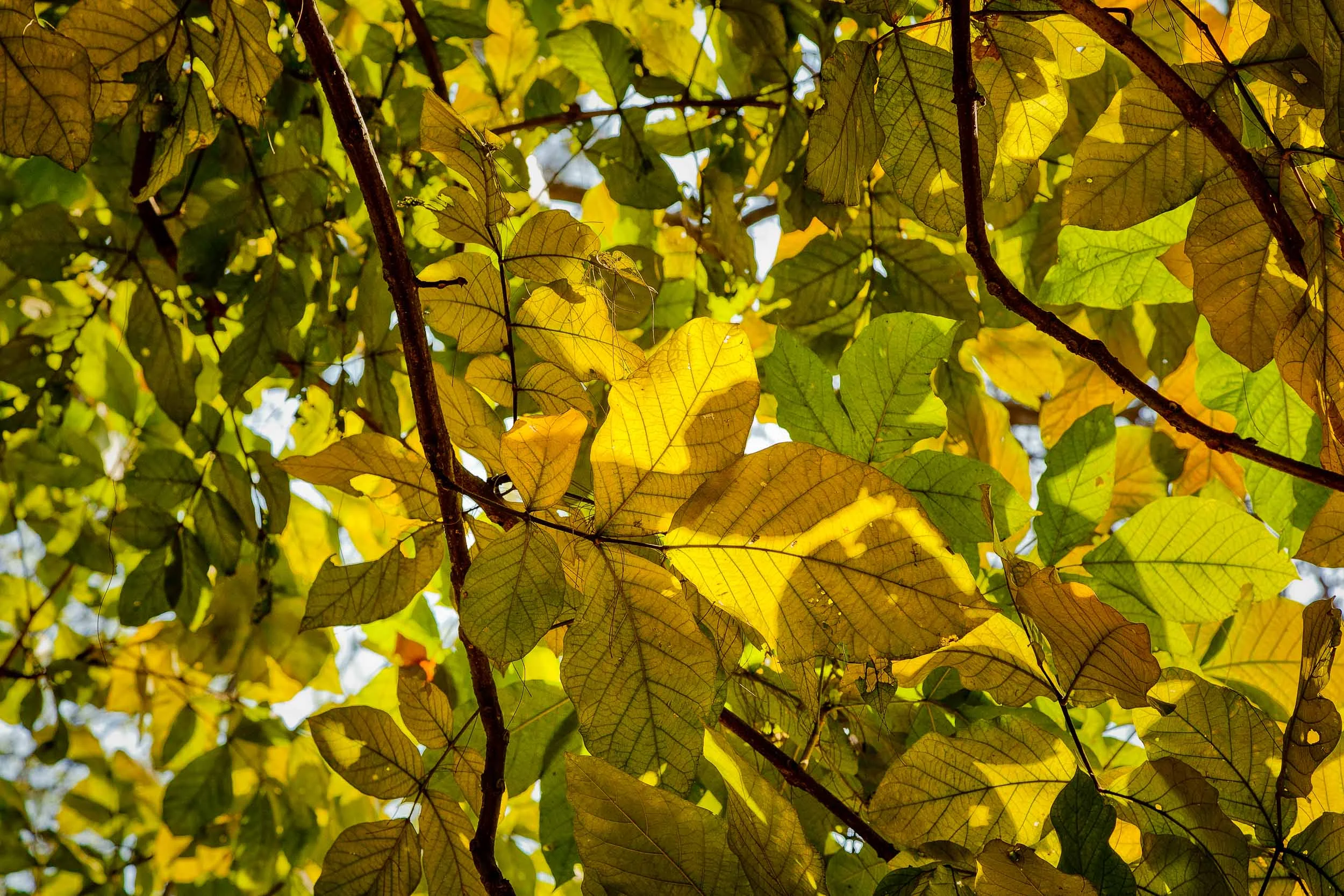 Green and golden leaves on a huge tree at the Botanical Gardens in Kolkata, India .