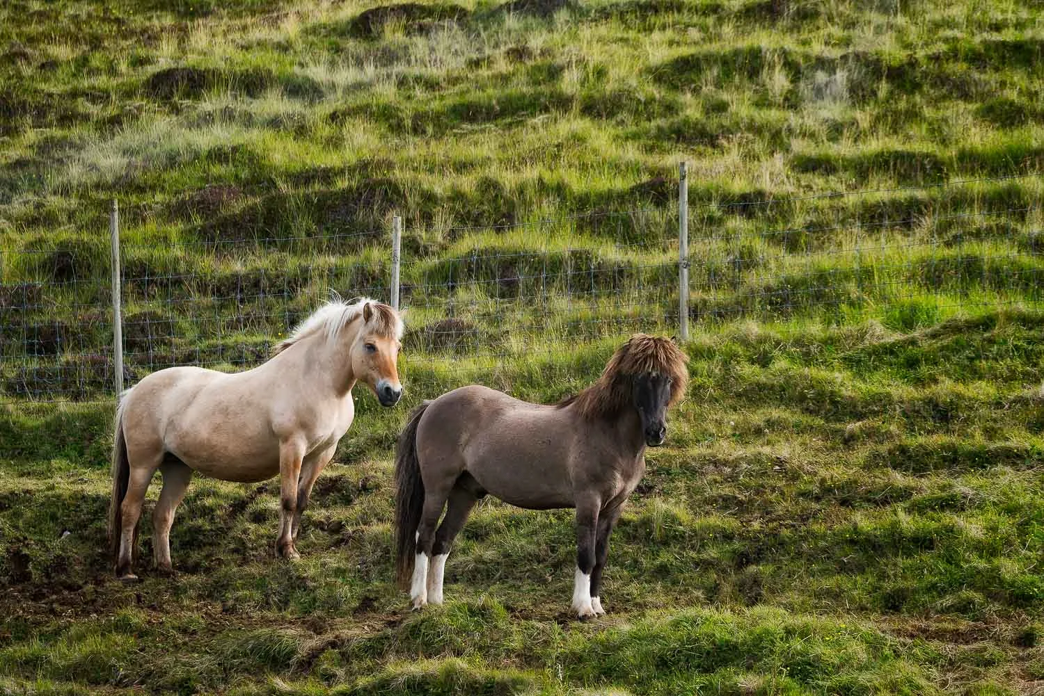 Two beautiful Faroese horses on the island of Streymoy in the Faroe Islands .