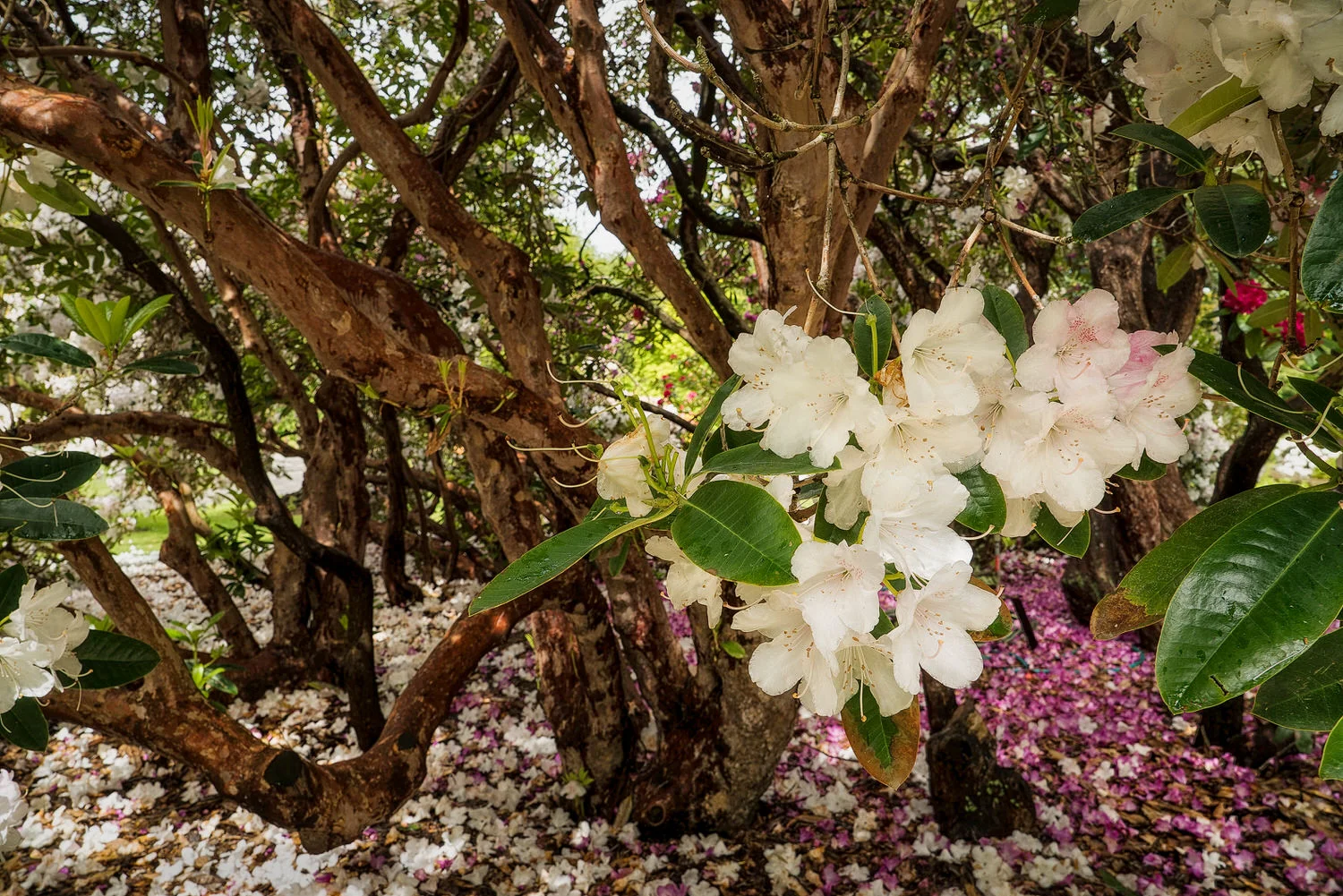 In memory of those who died in the Christchurch Mosque shooting.