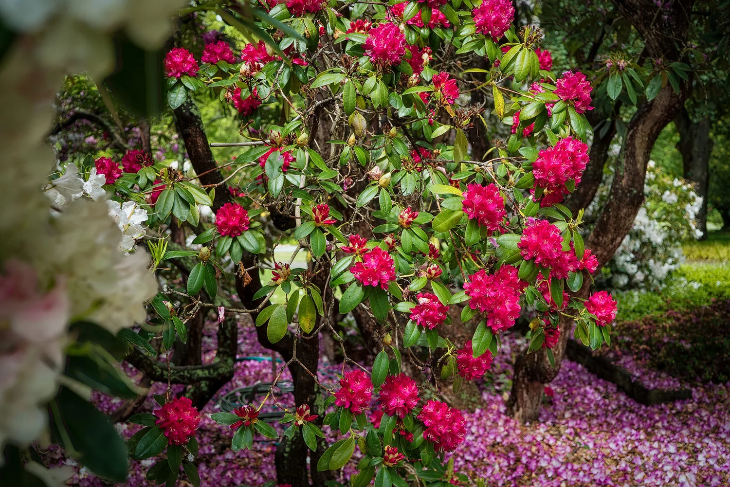 Vibrant crimson flowers in the Christchurch Botanical Gardens , Christchurch, New Zealand.